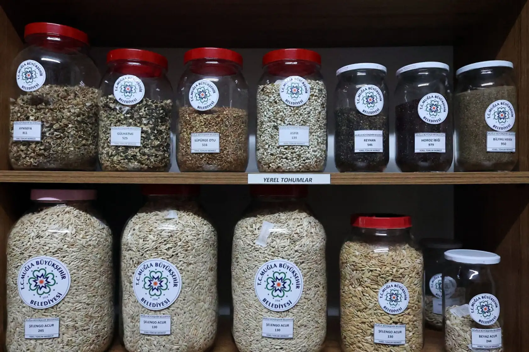 Muğla Büyükşehir Yerel Tohum Merkezi'nden 81 İle 22 Milyon Yerel Tohum Desteği