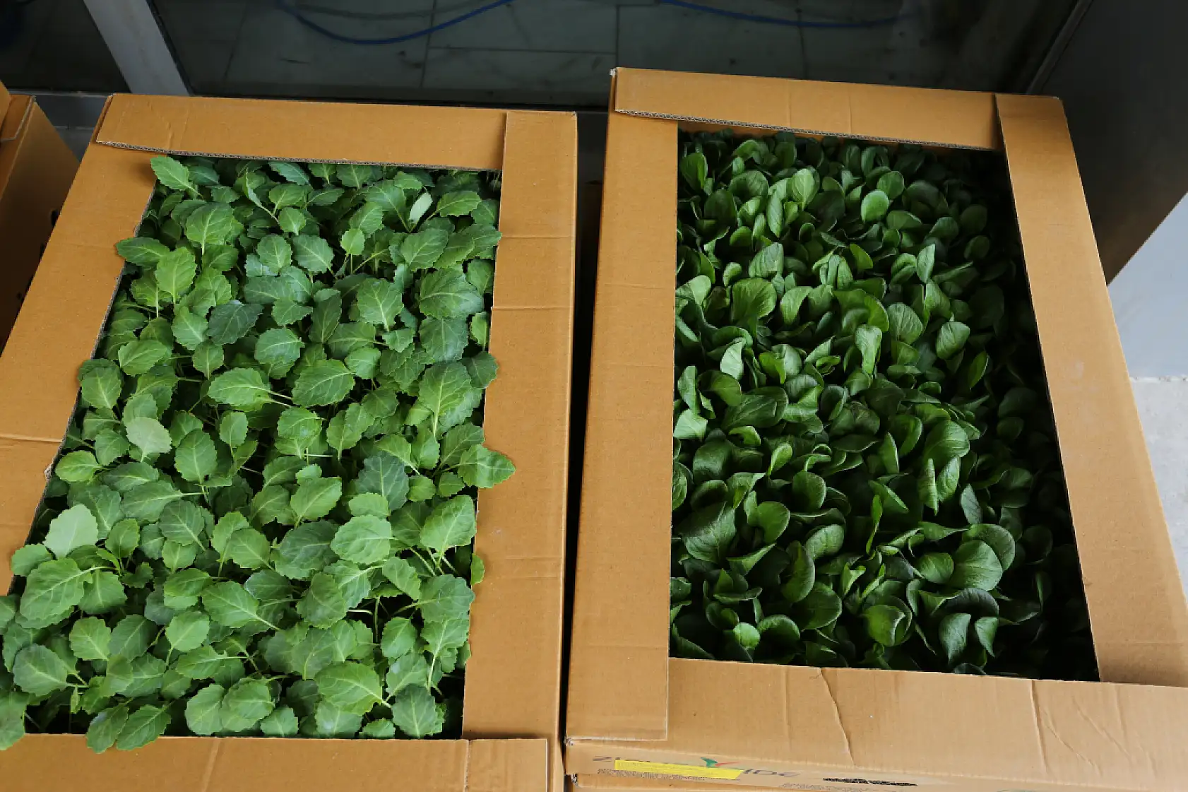 Muğla'da Kışlık Sebze Üretimi Güçleniyor: 162 Bin Fide Üreticiyle Buluştu