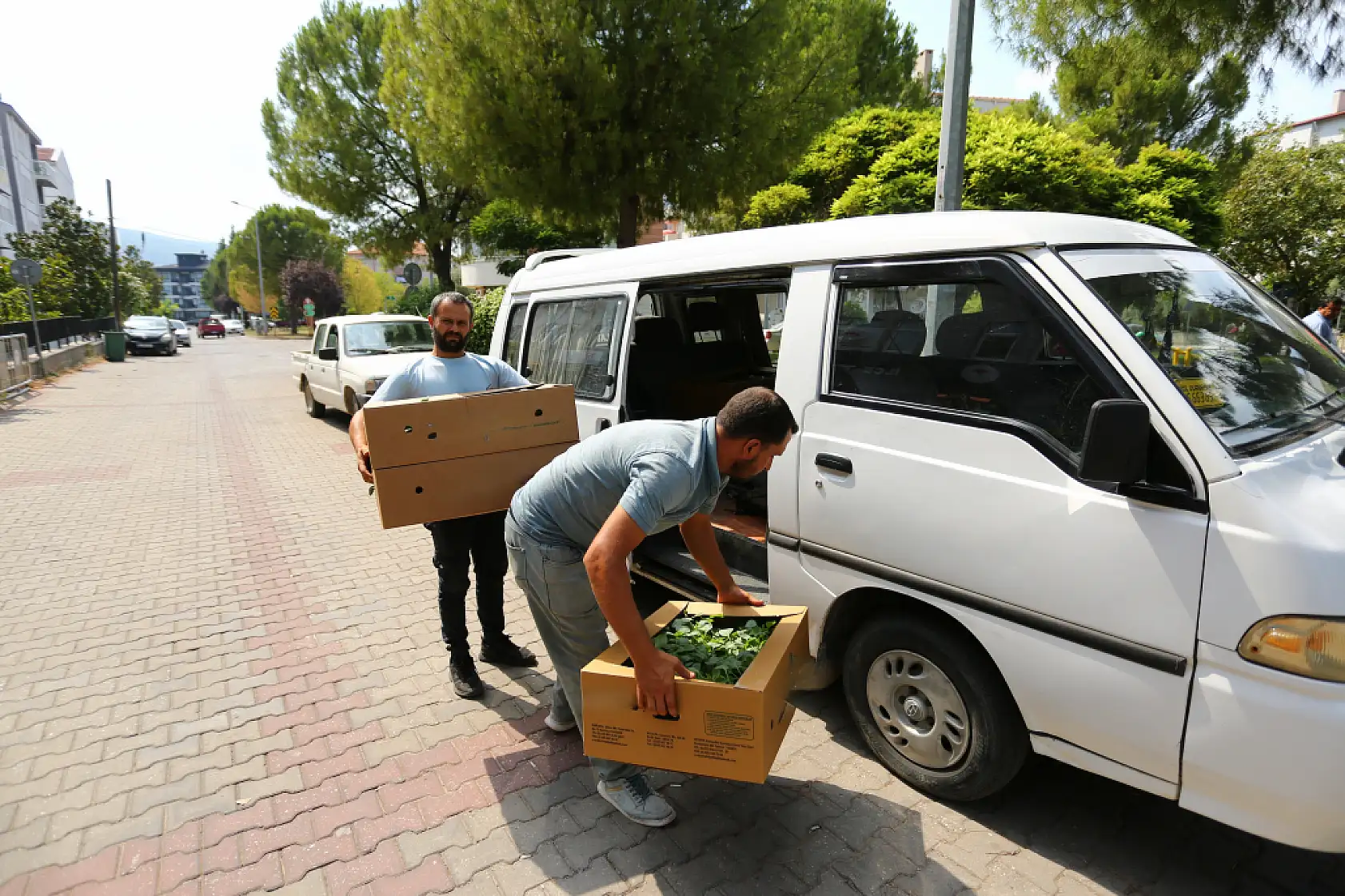 Muğla'da Kışlık Sebze Üretimi Güçleniyor: 162 Bin Fide Üreticiyle Buluştu