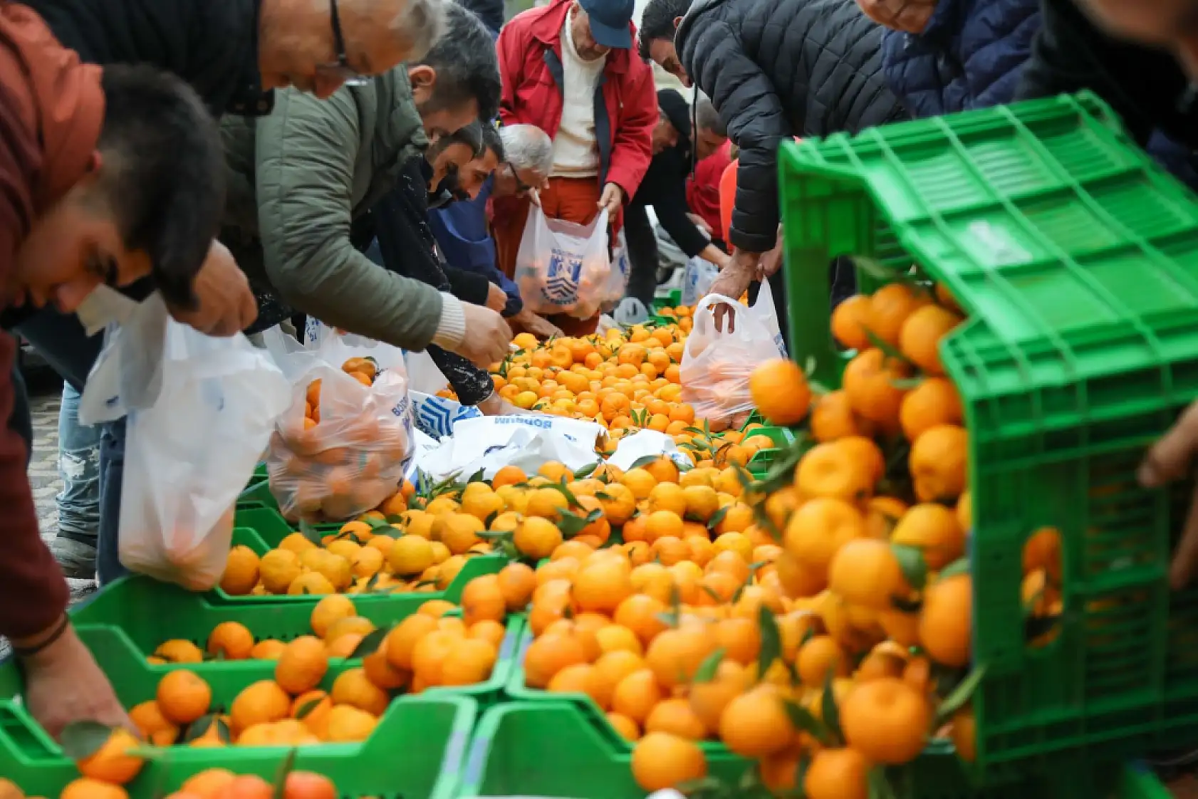 Bodrum'da 10 ton mandalina dağıtıldı