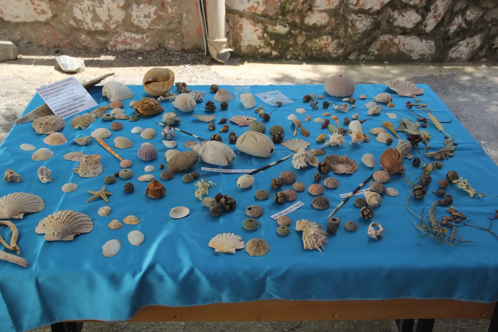 Muğla'da öğrenciler doğayla buluşuyor