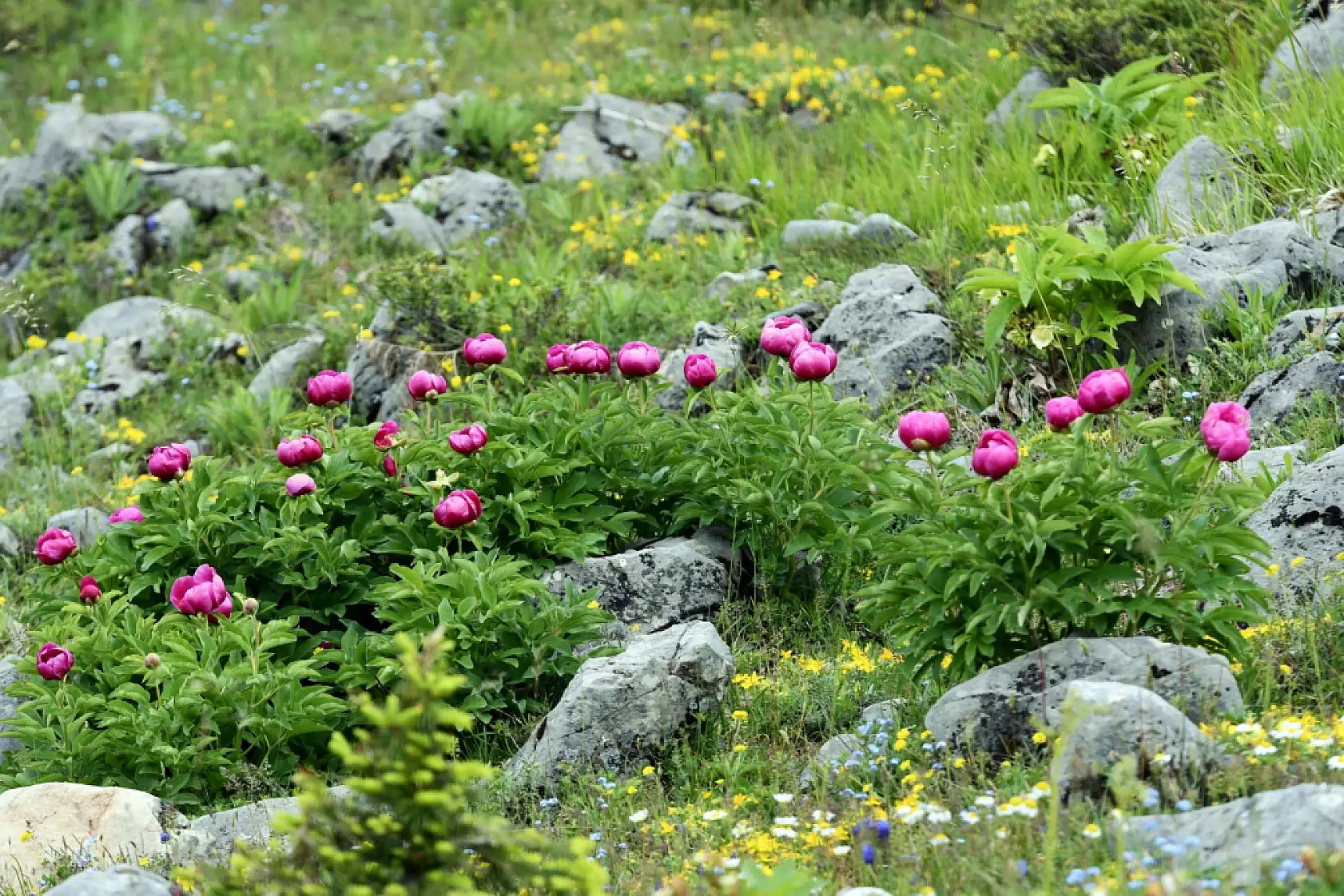 Yılda 10 gün açıyor: Bu çiçeği koparmanın cezası yarım milyon