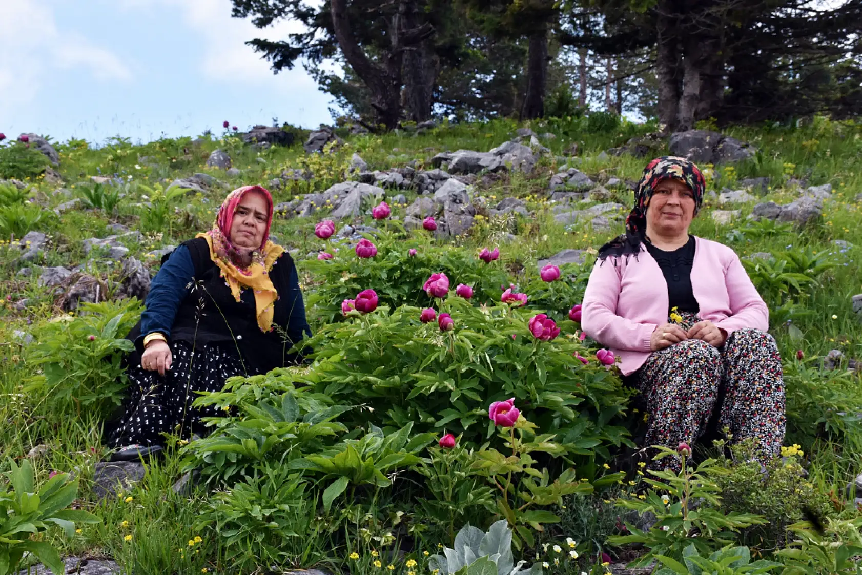 Yılda 10 gün açıyor: Bu çiçeği koparmanın cezası yarım milyon