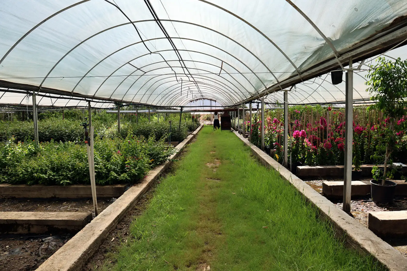 Muğla'da Yanan Sahalar Yeniden Yeşeriyor: 5 Milyon Fidan Üretim Hamlesi