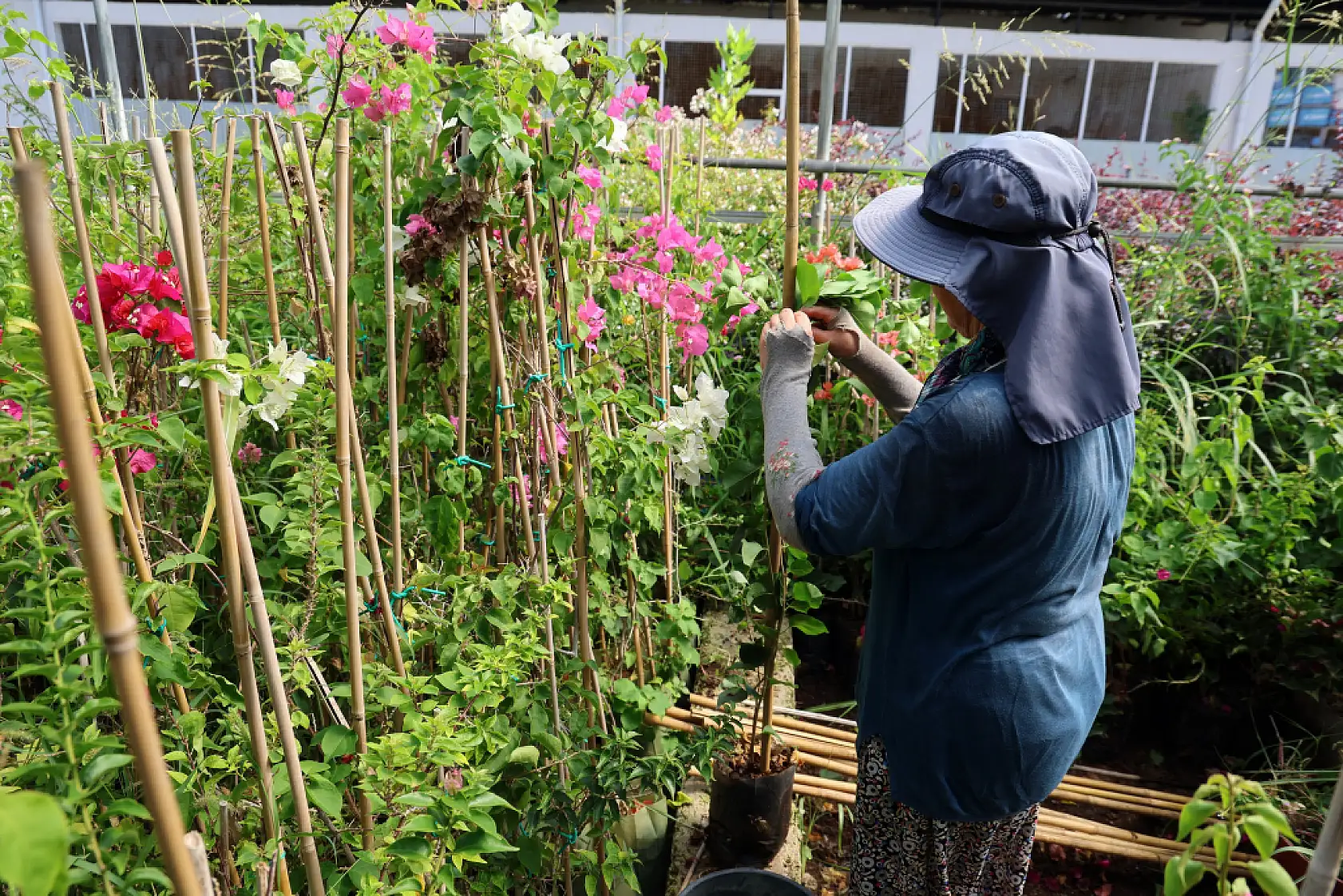 Muğla'da Yanan Sahalar Yeniden Yeşeriyor: 5 Milyon Fidan Üretim Hamlesi