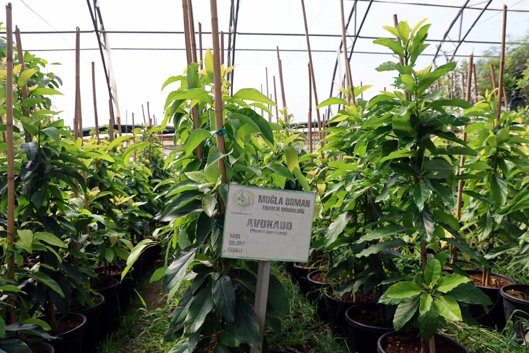 Muğla'da Yanan Sahalar Yeniden Yeşeriyor: 5 Milyon Fidan Üretim Hamlesi