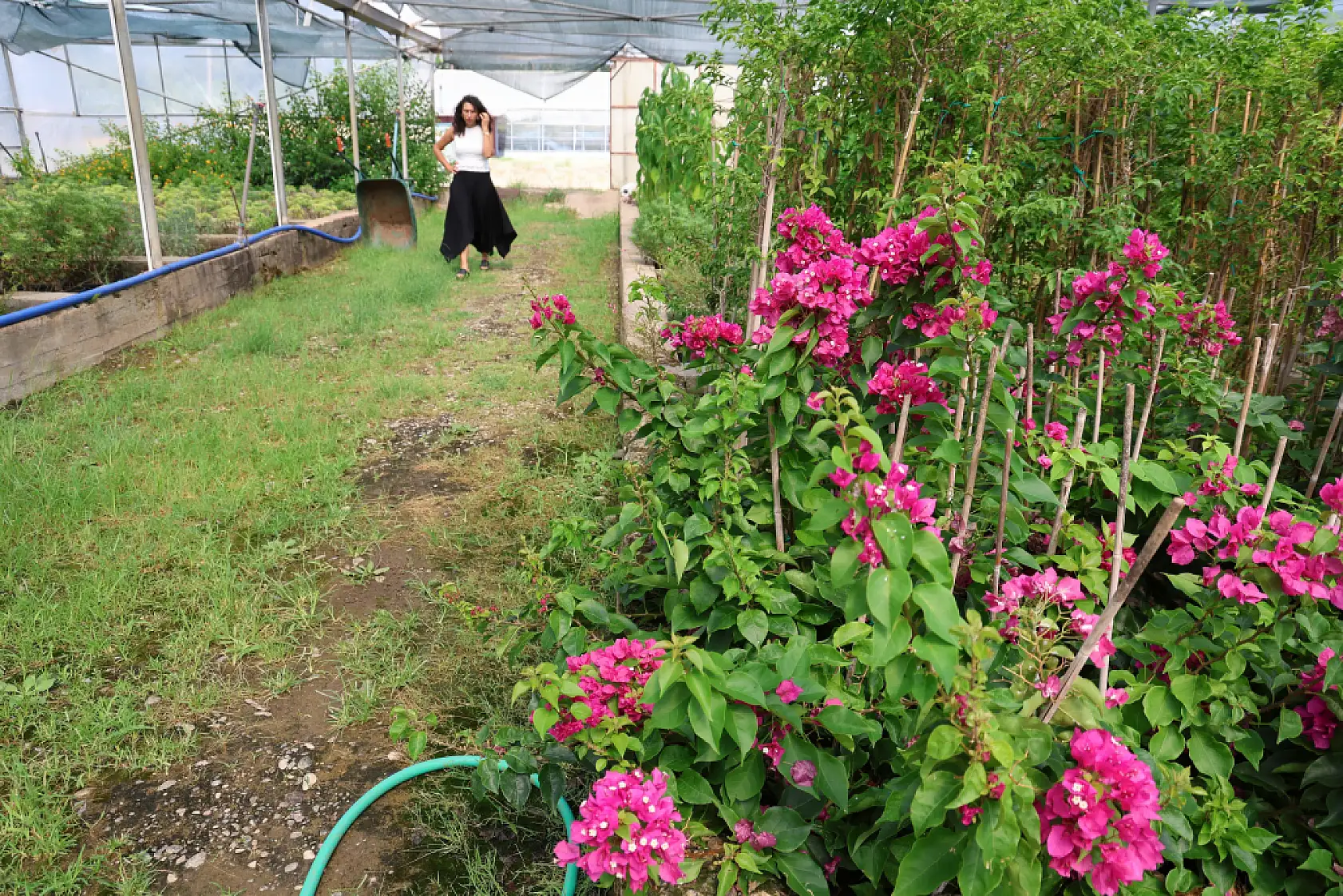 Muğla'da Yanan Sahalar Yeniden Yeşeriyor: 5 Milyon Fidan Üretim Hamlesi