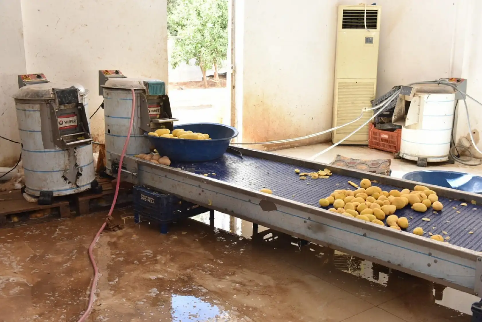1,5 ton işlenmiş patates imha edildi