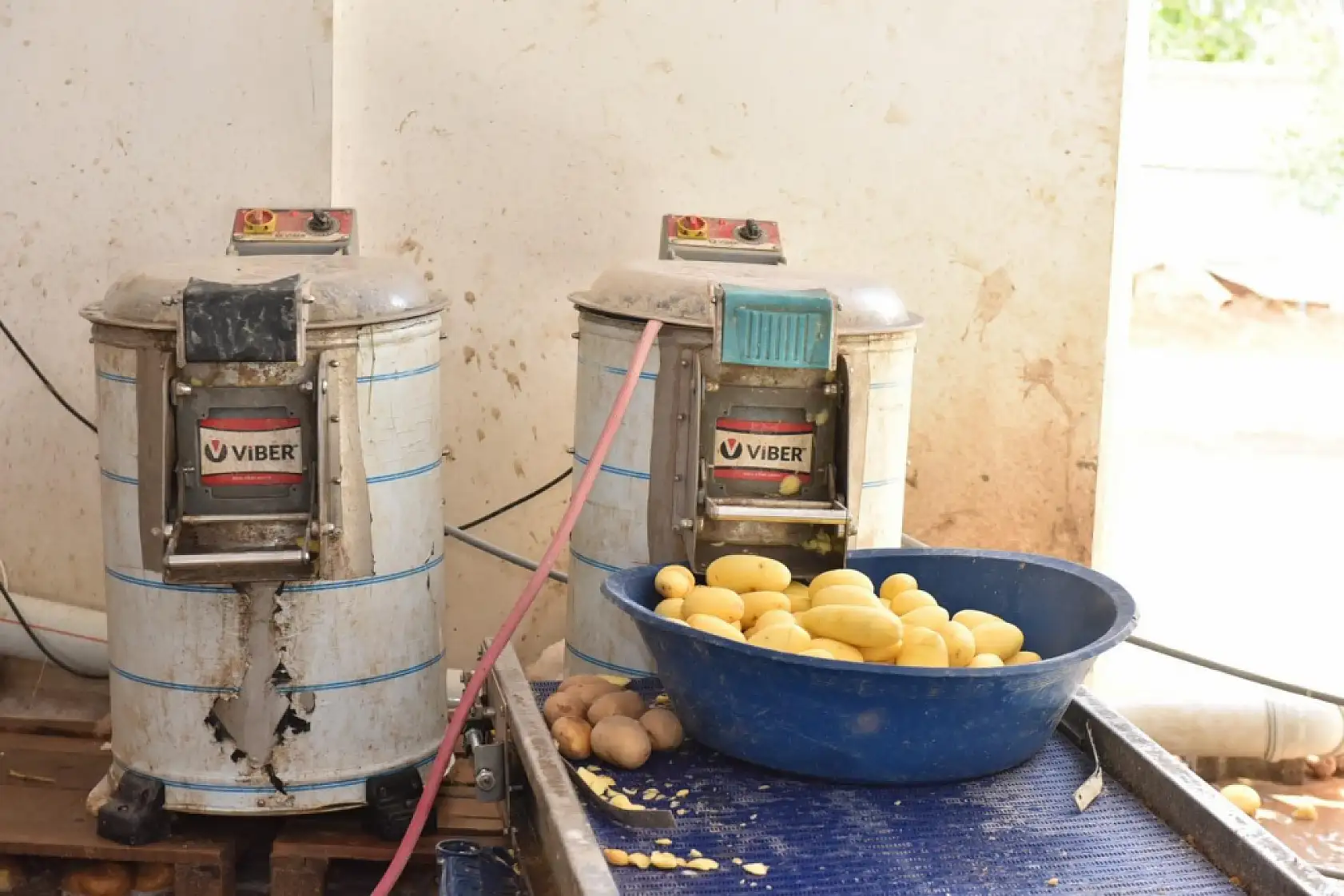 1,5 ton işlenmiş patates imha edildi