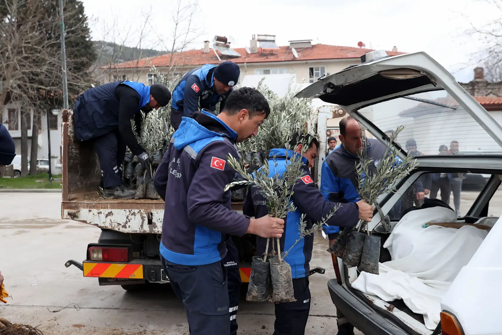 Muğla Büyükşehir'den Ula'da Üreticiye Zeytin ve Ceviz Fidanı Desteği