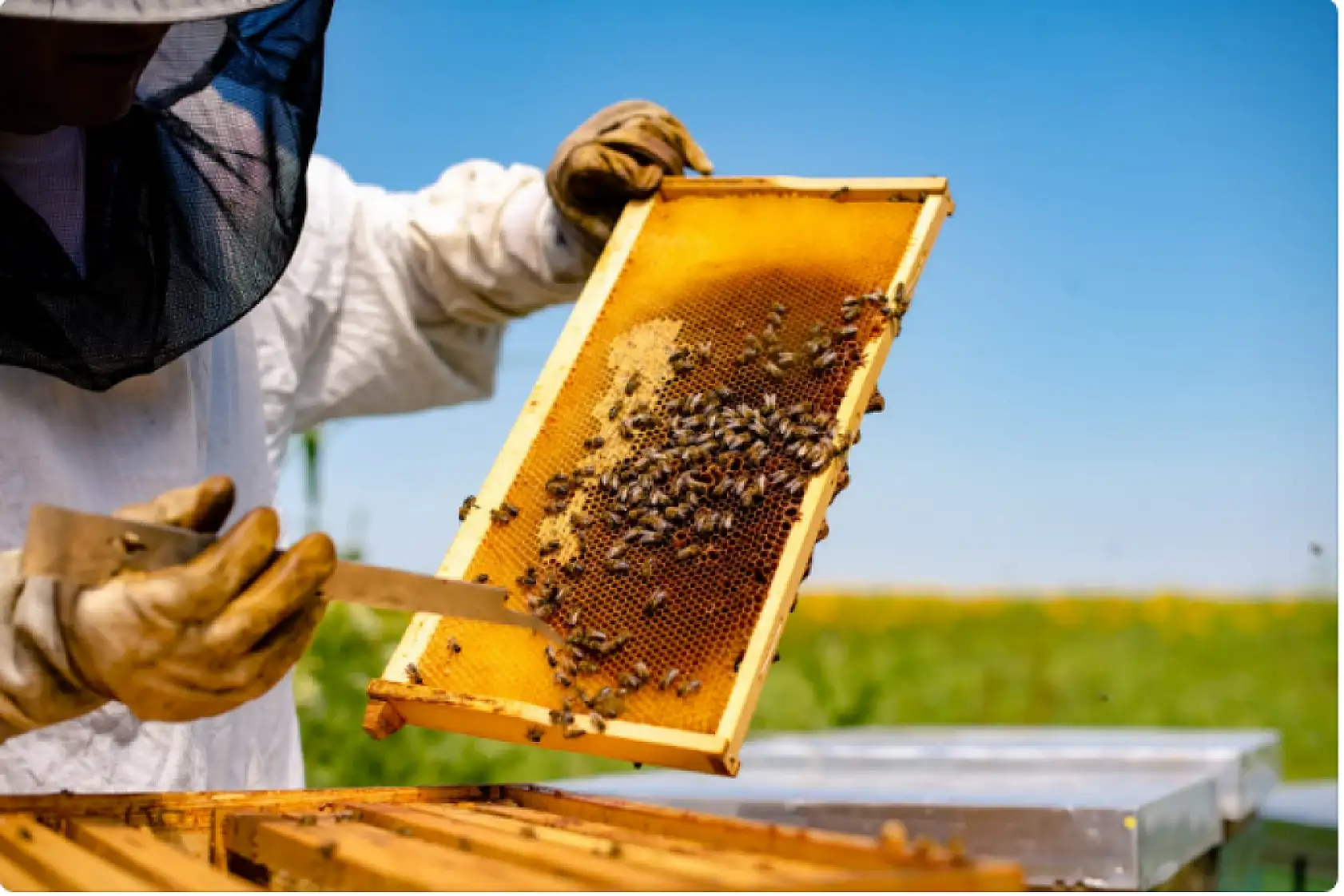 Arı ölümleri artıyor! Soğuk hava kovanları vurdu, bal üreticisi korkuyor