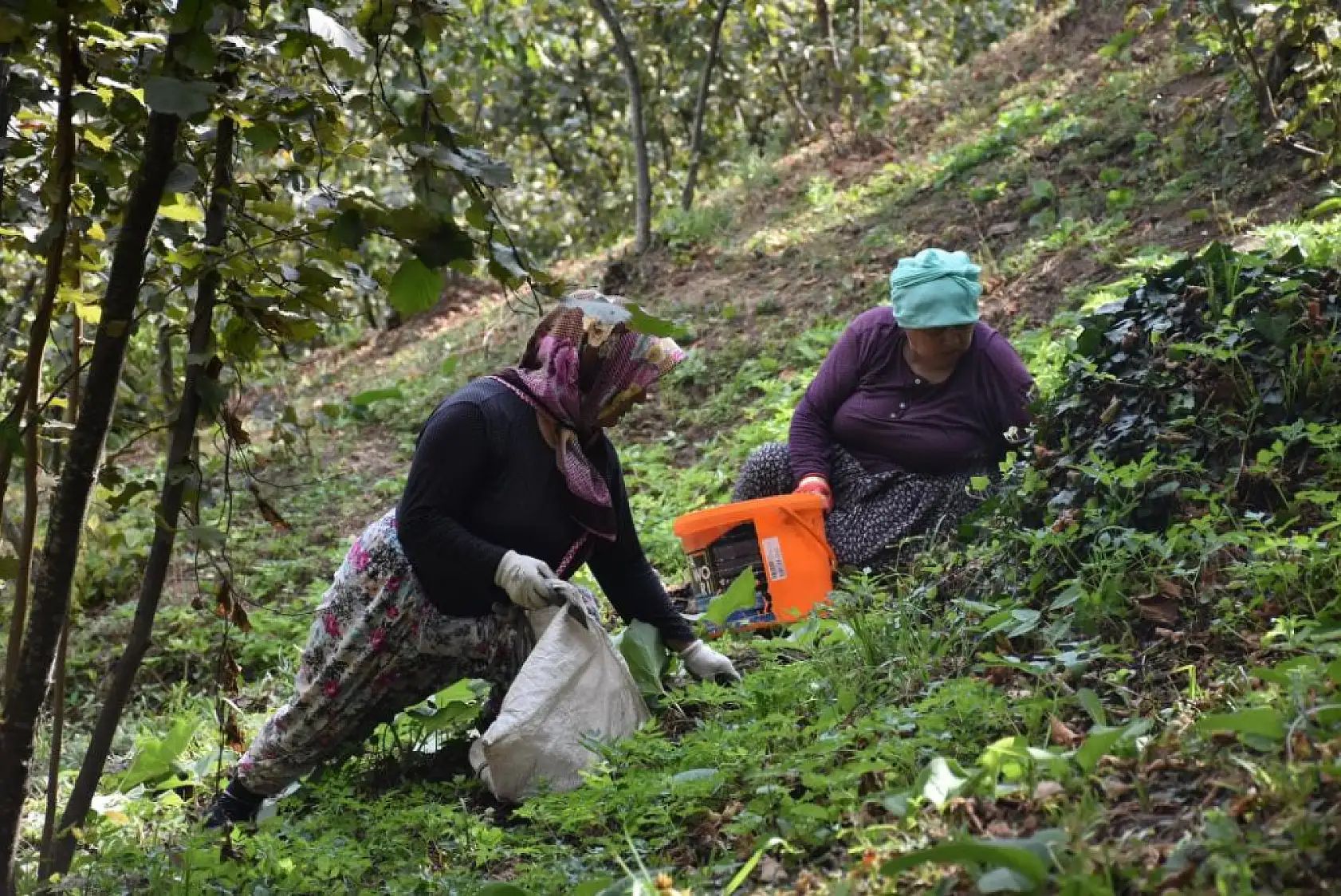 Bin liranın üzerinde yevmiye veriyor ama çalıştıracak işçi bulamıyor