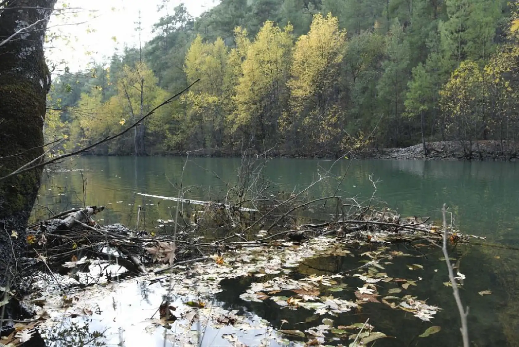 Dünyada ve Türkiye'de sadece Muğla ve Burdur'da bulunuyor, eşsiz güzelliği ile göz kamaştırıyor