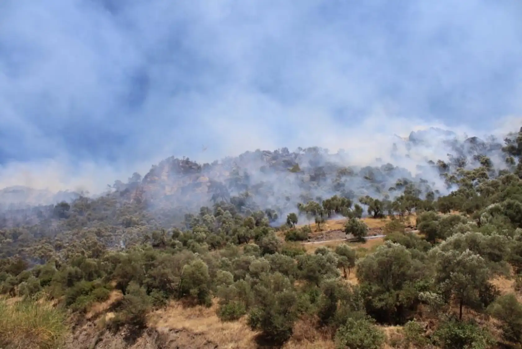 Aydın'daki orman yangınında 7 hava aracı, 244 personel alevlerle mücadele ediyor