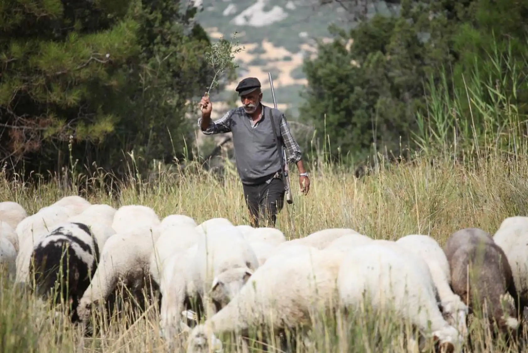 70 yaşındaki çoban yarım asırlık geleneği sürdürüyor!