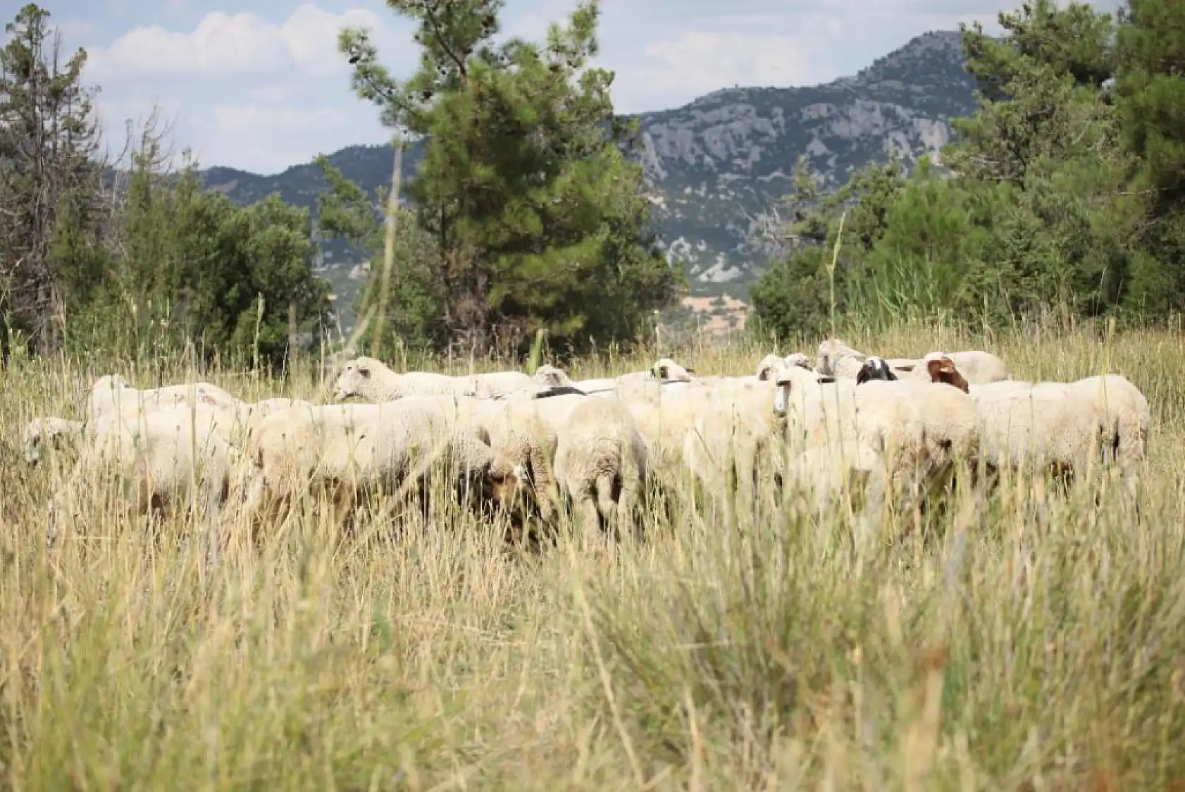 70 yaşındaki çoban yarım asırlık geleneği sürdürüyor!