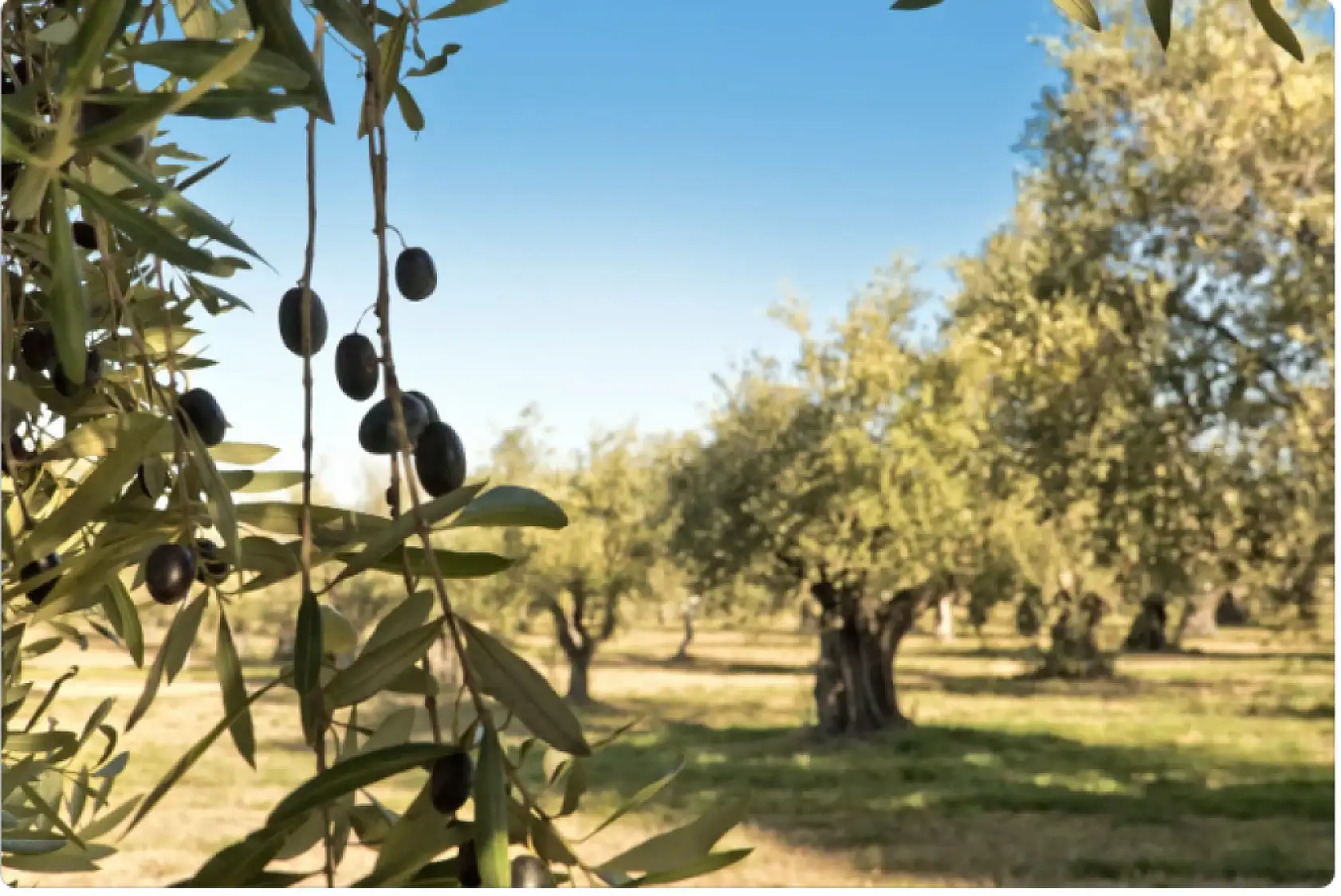 Zeytin güvesi kabusu büyüyor! Üreticilere kritik uyarı