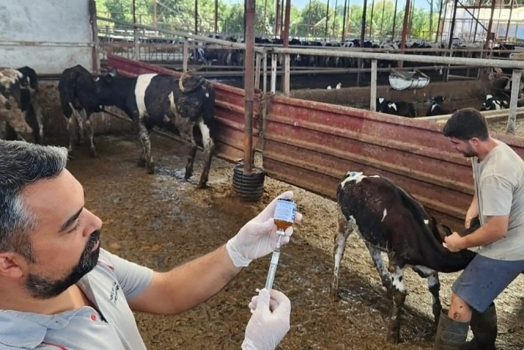 Muğla'da şap hastalığıyla mücadele hız kesmiyor