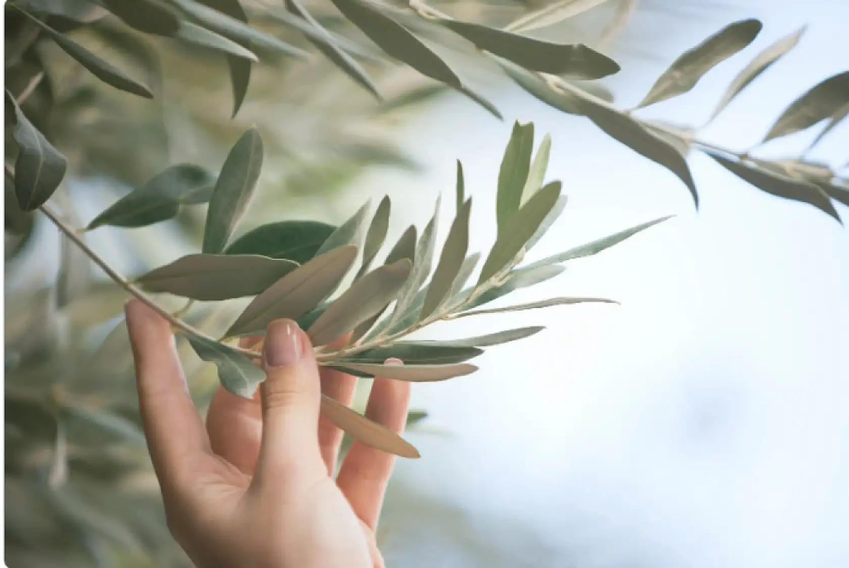 Zeytin üreticilerine 'halkalı leke' uyarısı