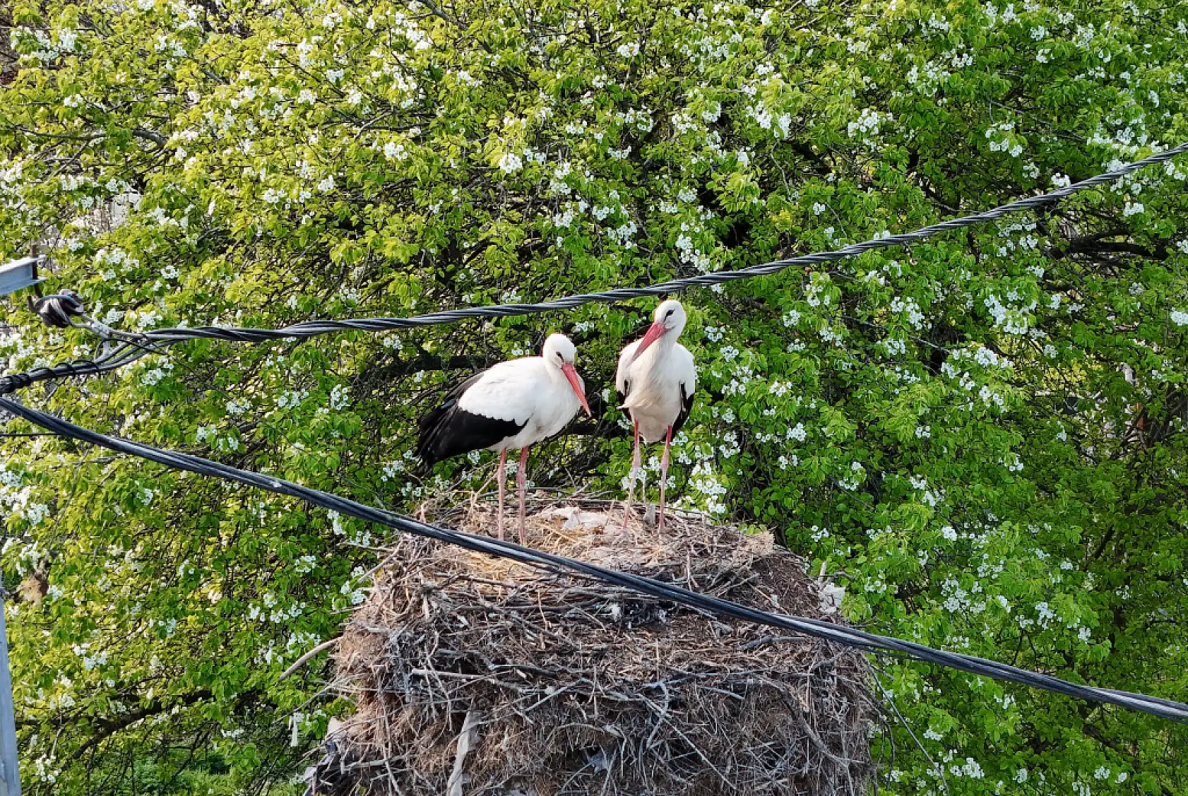 Misafirlerine kavuşan Leylekli köyü havadan görüntülendi