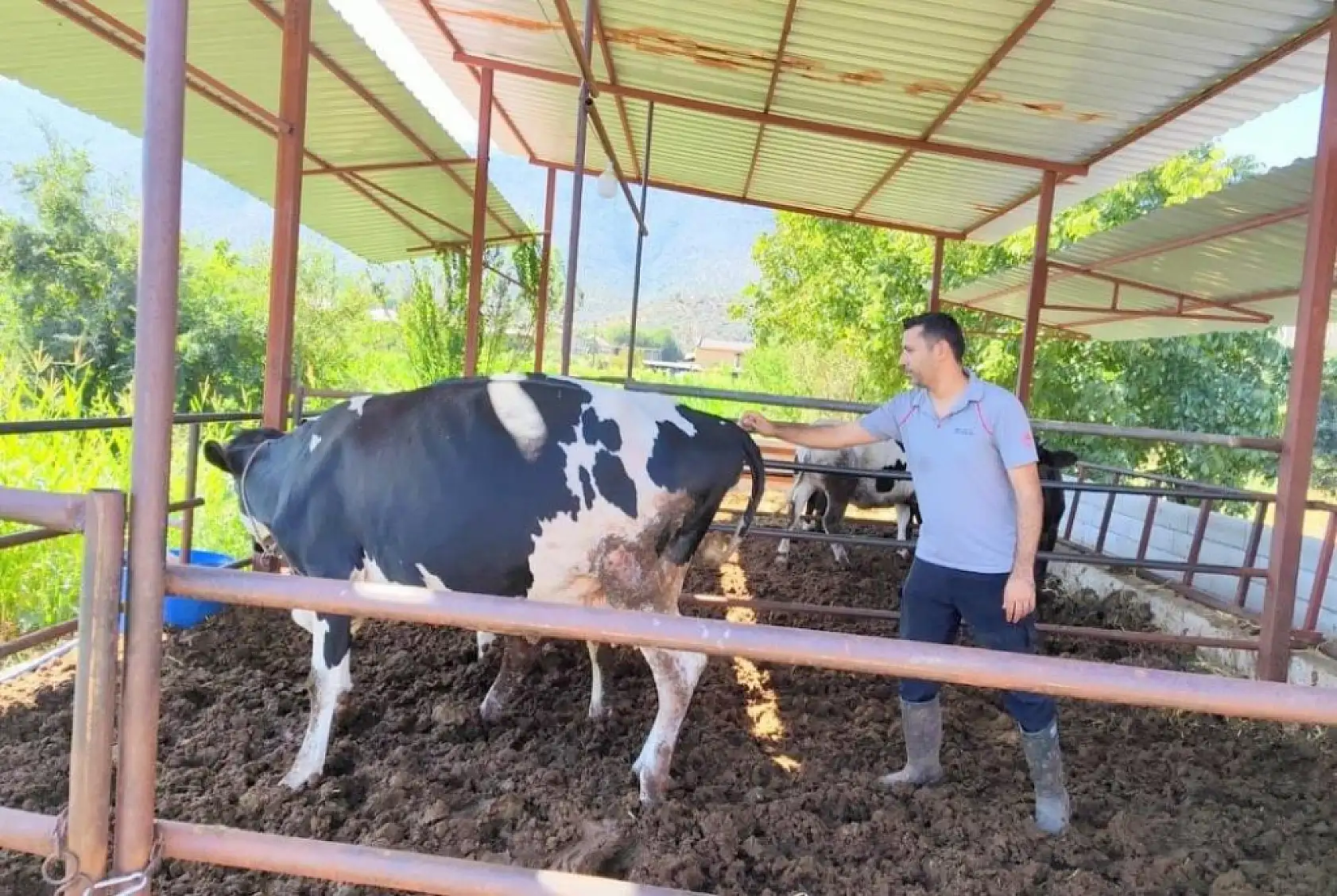 Muğla'da şap hastalığıyla mücadele hız kesmiyor