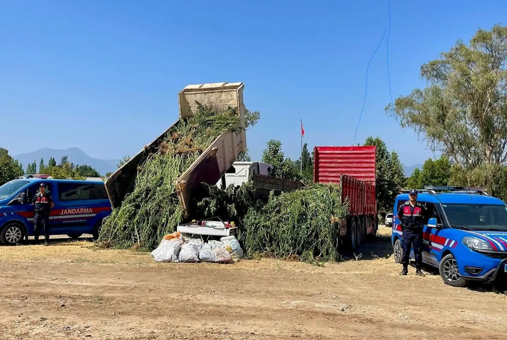 Köyceğiz'de mısır tarlası zehir tarlası çıktı