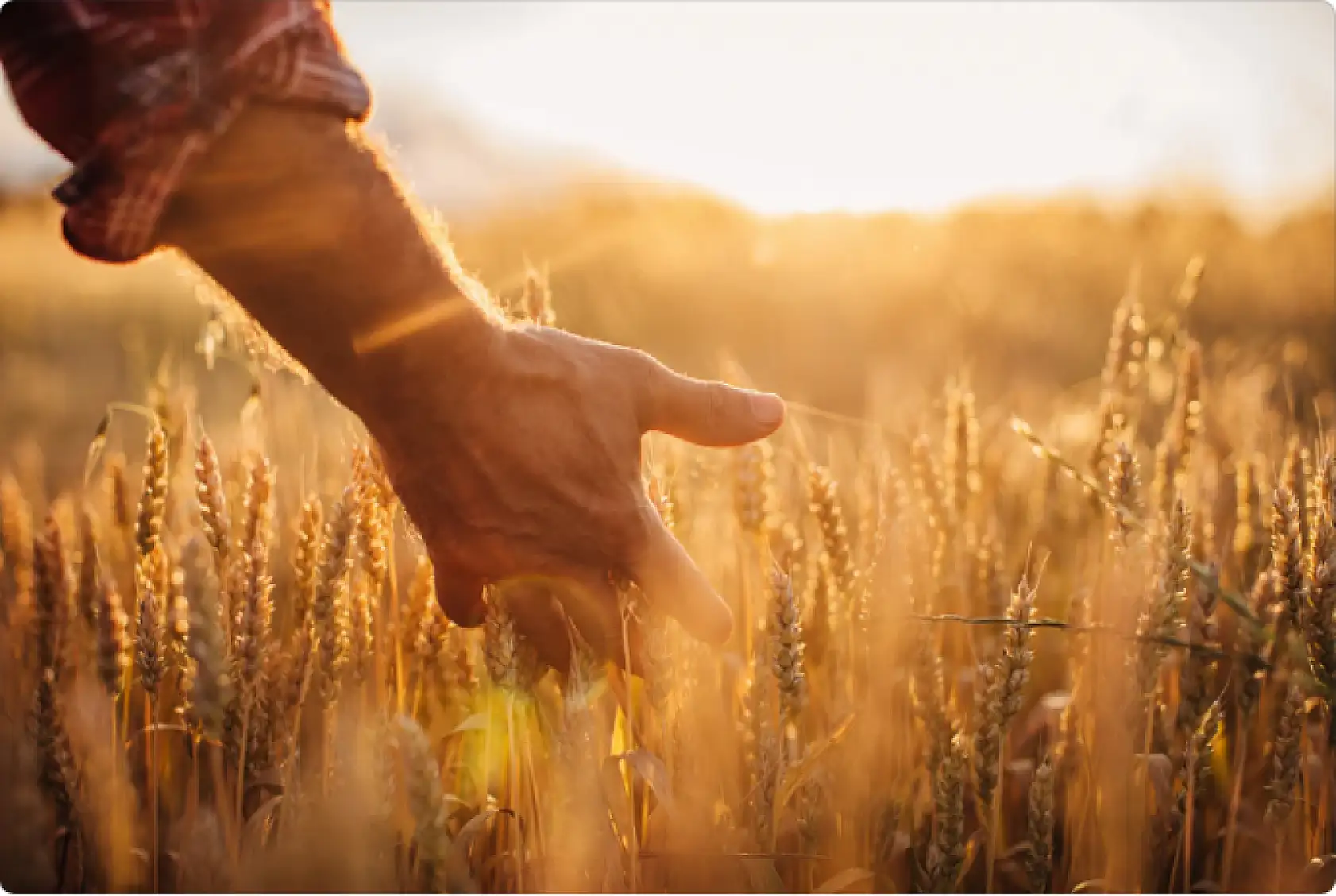 Tarım işçilerinin ortalama günlük ücretleri 2024 yılında yüzde 84,2 arttı