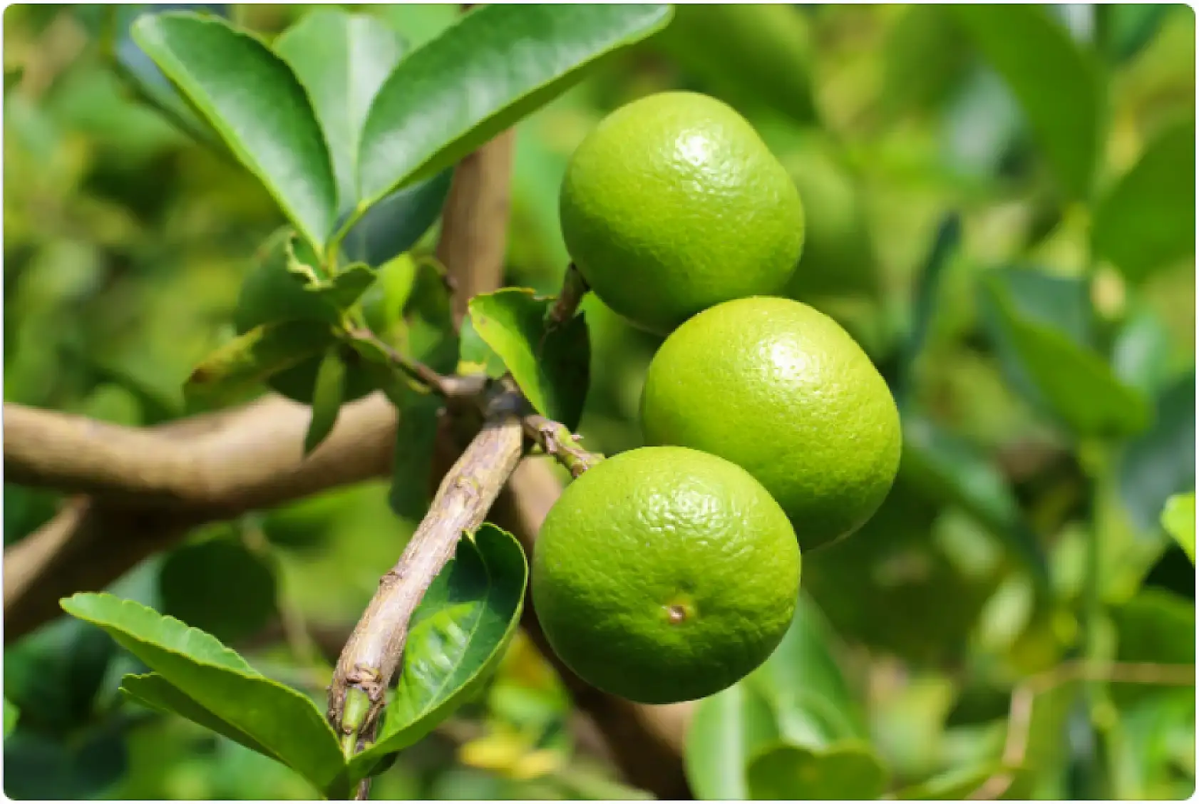 Bakanlık'tan şok karar! Limon İhracatı durduruldu