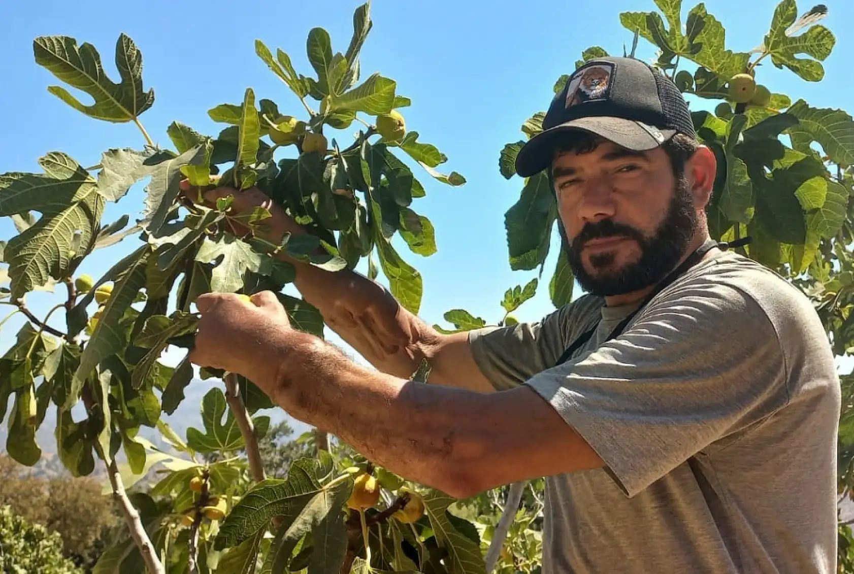 Başkasının kollarıyla incir hasadı yapıyor