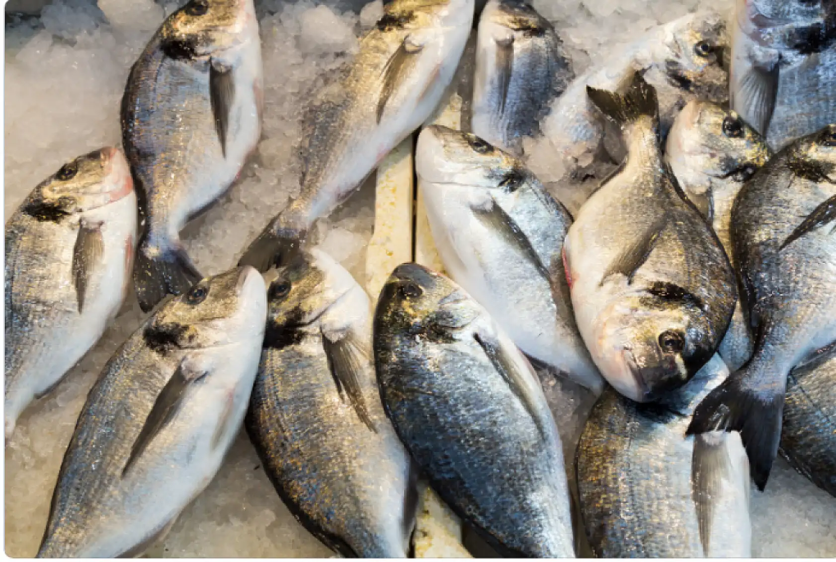 Yunan çipurası az olunca Türk çipurası kıymete bindi
