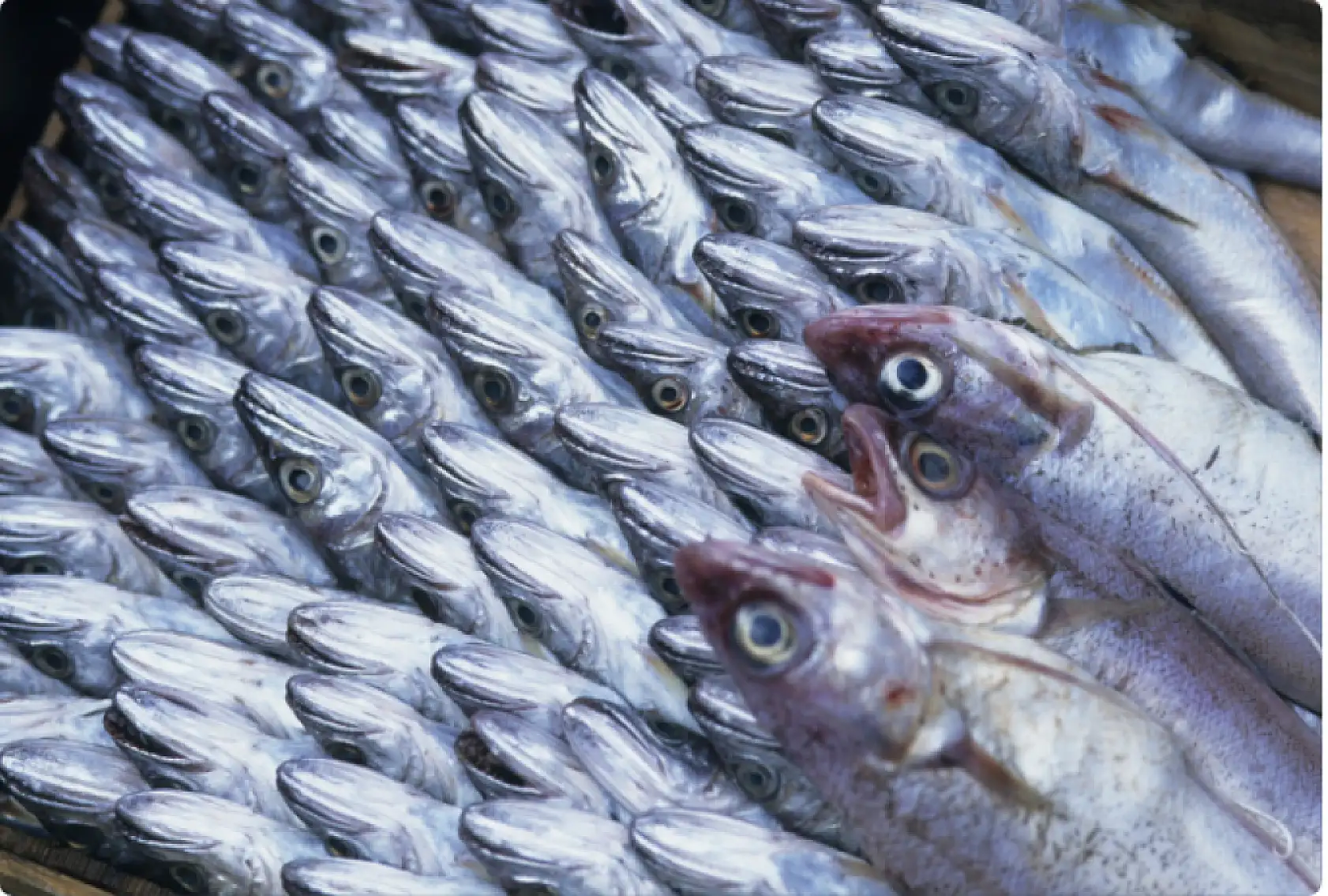 Denizlerde av yasağı başlıyor! Cezalar dudak uçuklattı