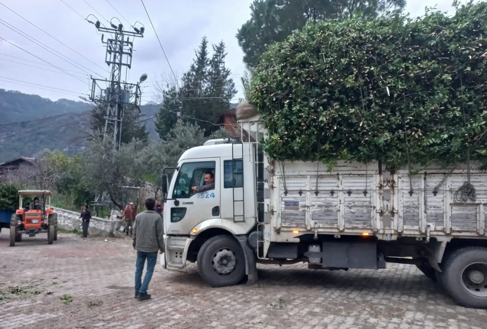 Köylülerin alın teriyle dünya pazarına Defne yaprağına rekor fiyat