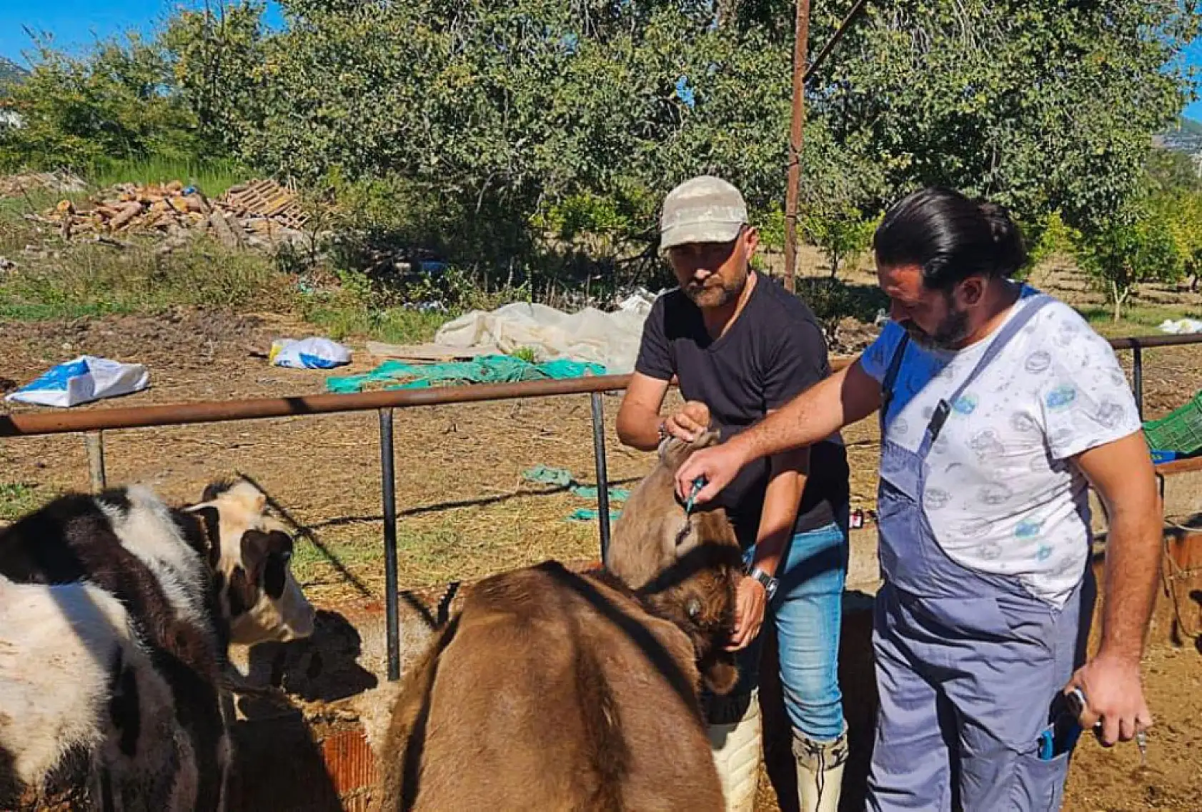 Ortaca'da hayvan sağlığı çalışmaları hızla devam ediyor