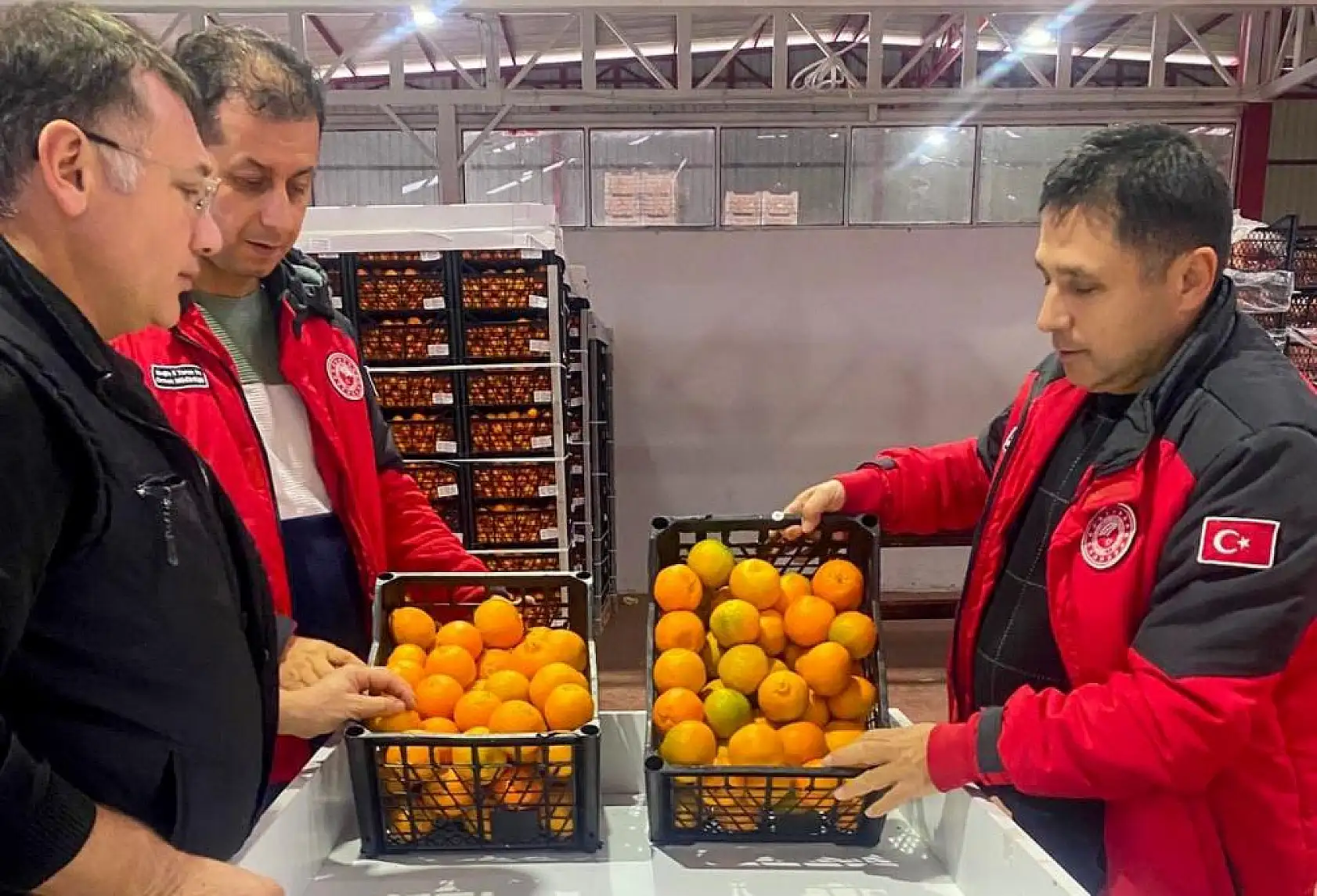 Narenciye ihracata hazır