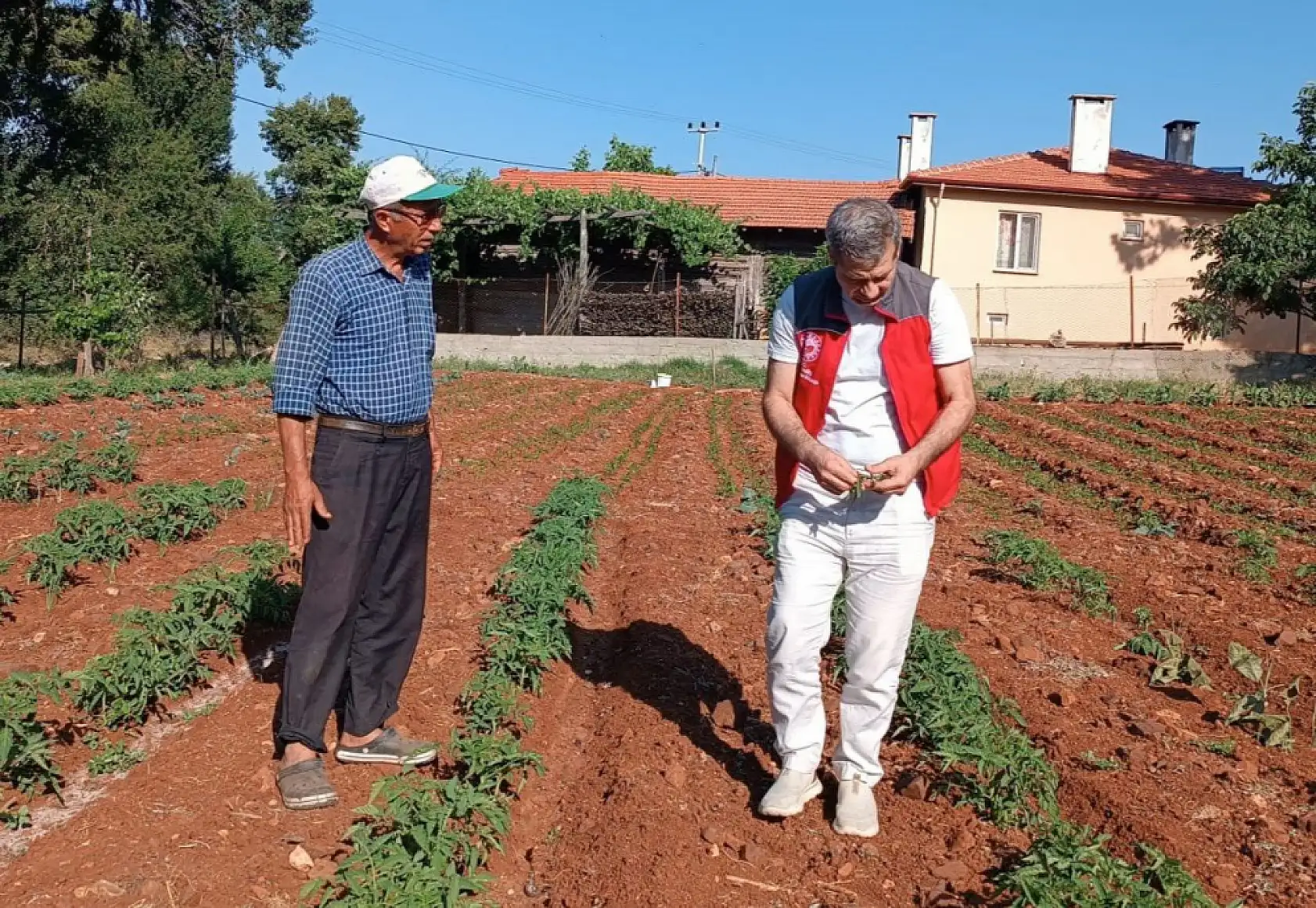 Menteşe'de tarım ekiplerinden ürün kontrolü ve çiftçi ziyareti gerçekleştirildi