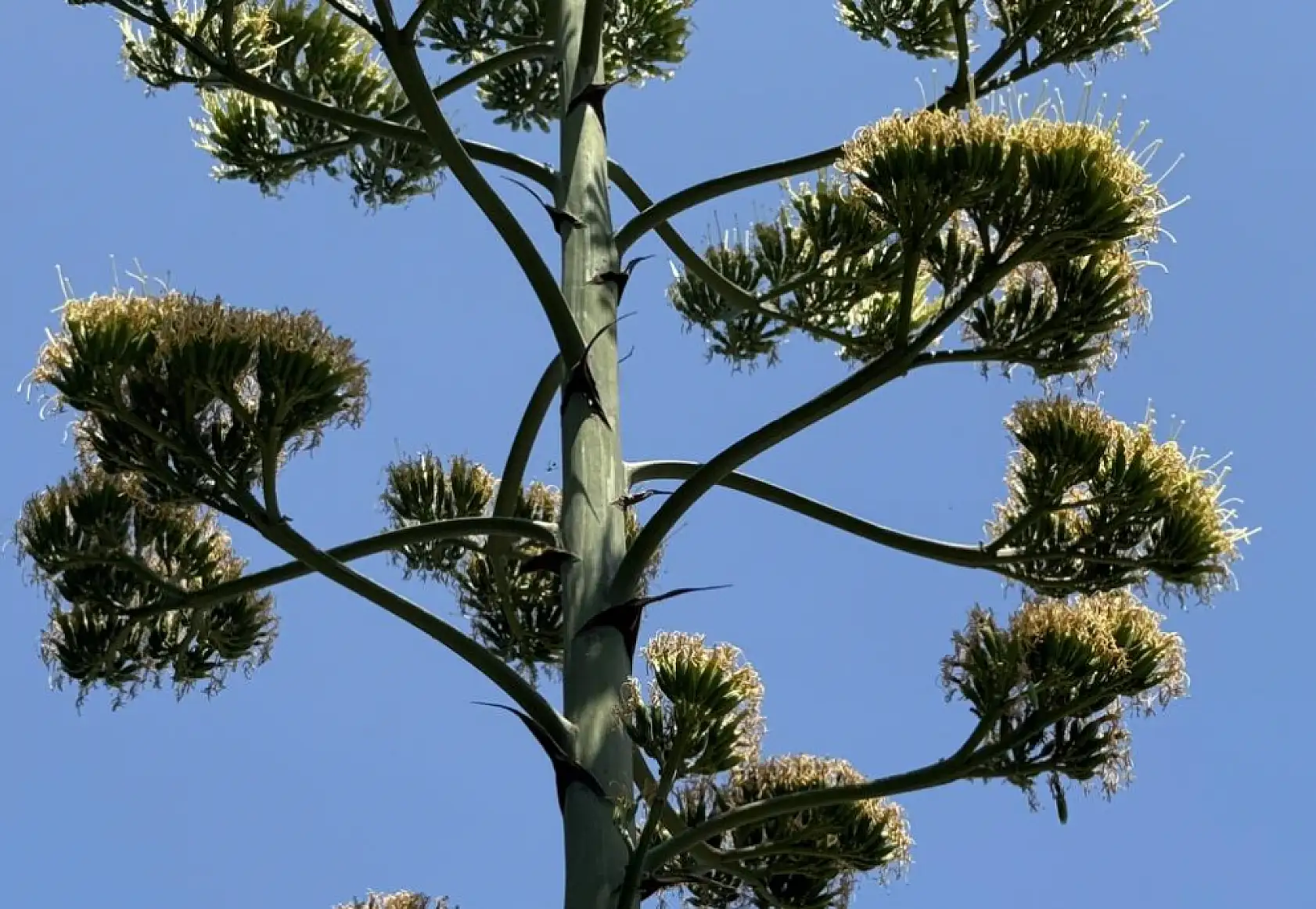 Ölmeden Önce Çiçek Açıyor! Agave Görenleri Hayran Bıraktı