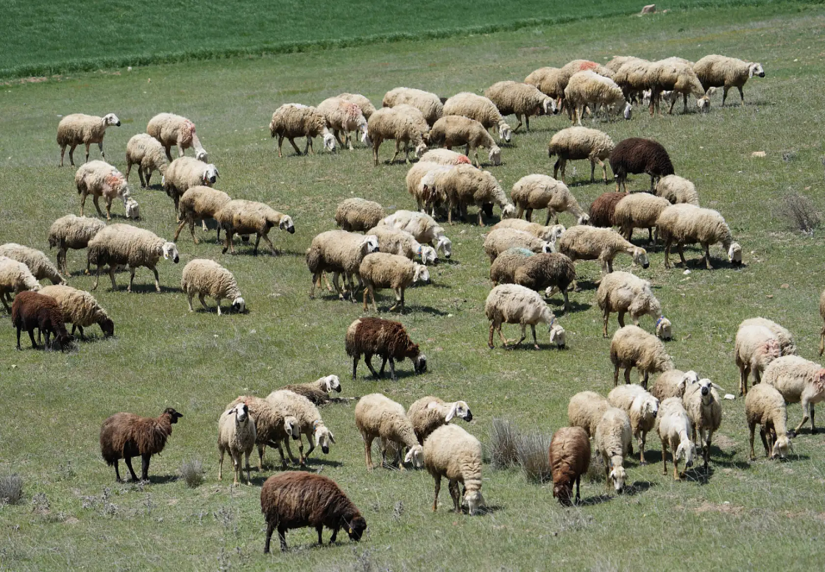 Küçükbaş hayvanların peşinde geçen ömür: 'Çocuklarımız gibi bakıyoruz'