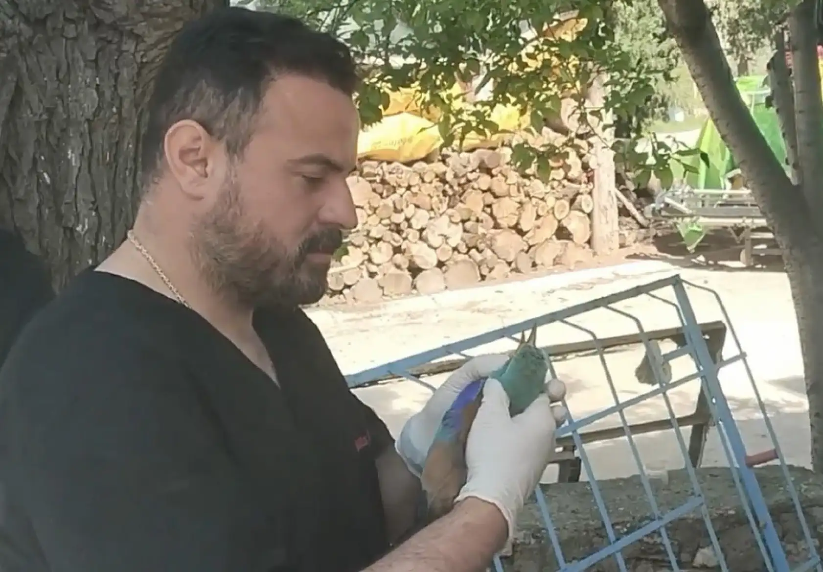 Nesli tükenmekte olan gökkuzgun Sırbistan'dan Denizli'ye uçtu