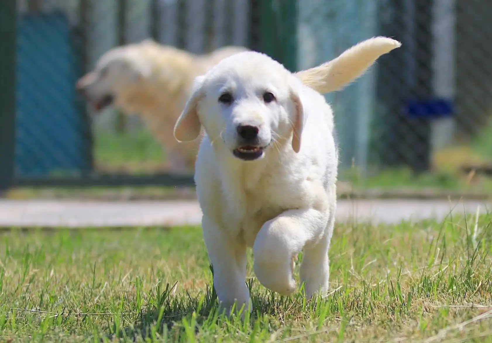 Yavrusunun fiyatı 17 bin 400 lira ve sahip olmak için 6 ay sıra bekleniyor