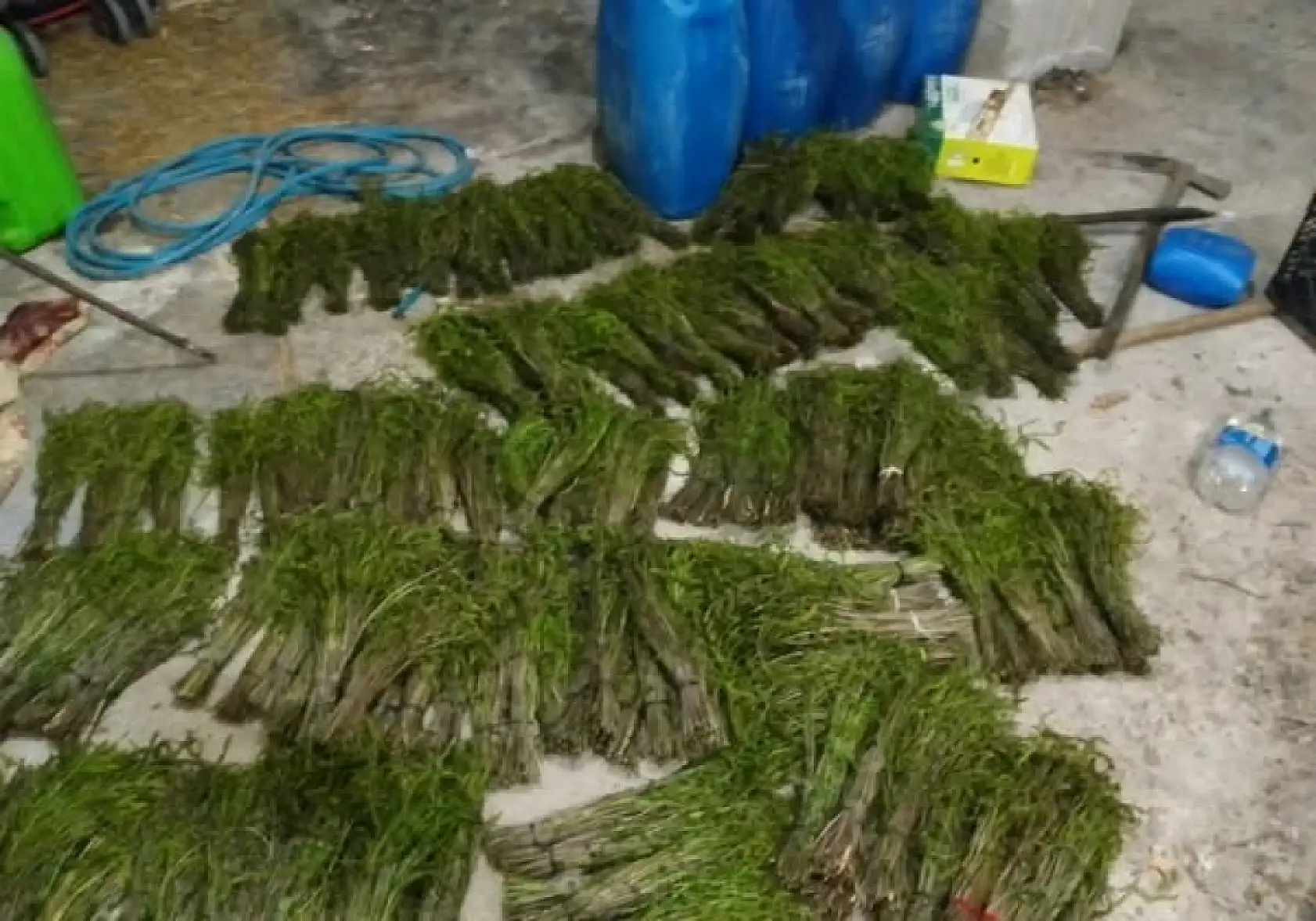 Kendiliğinden yetişen bu otlar garibanın cüzdanını zenginin sofralarını süslüyor