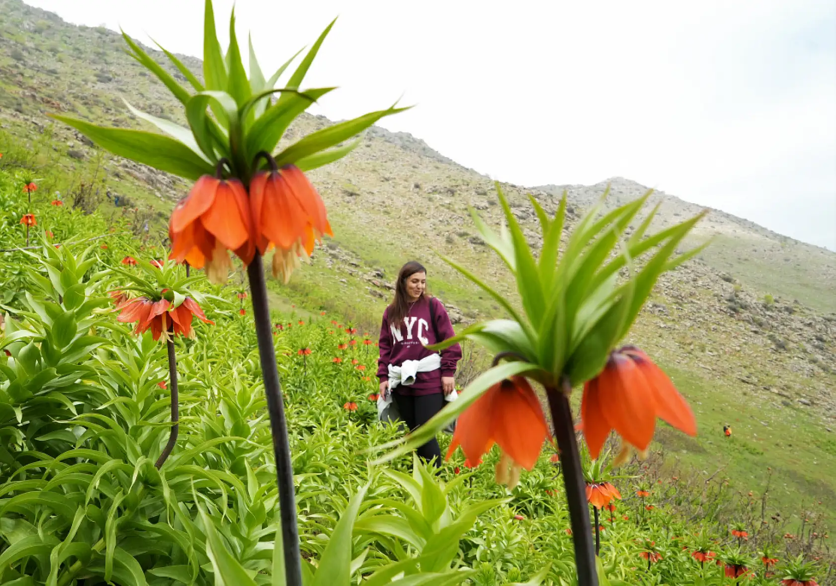 Ters laleleri görmek için 500 kilometre yol geldiler ama dokunamadılar