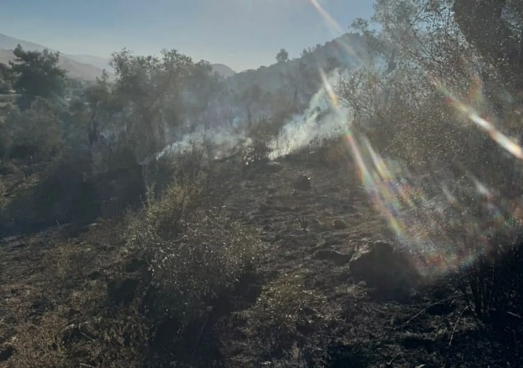 Milas orman yangını kontrol altına alındı