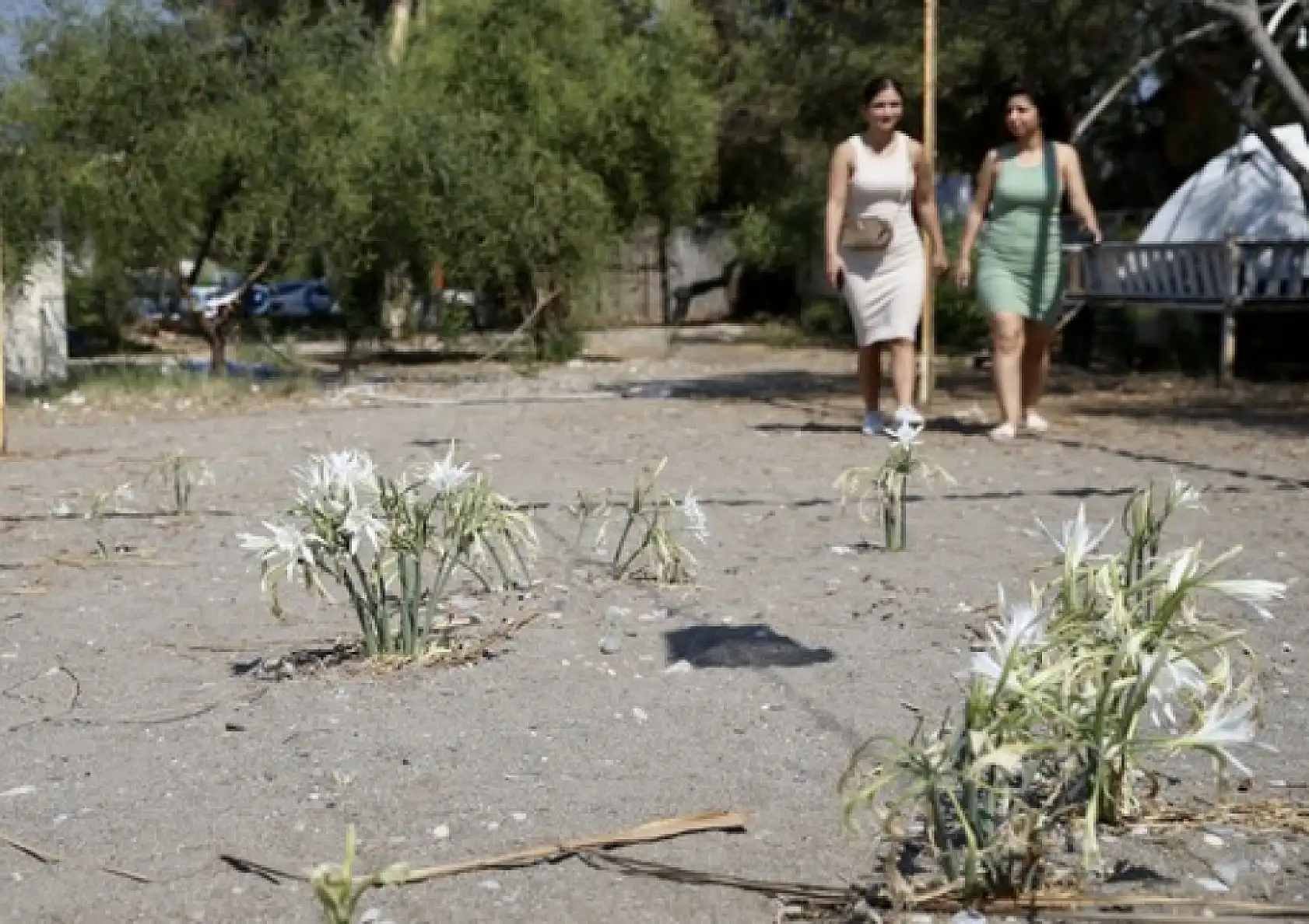 Muğla'da korunan kum zambakları çoğalıyor