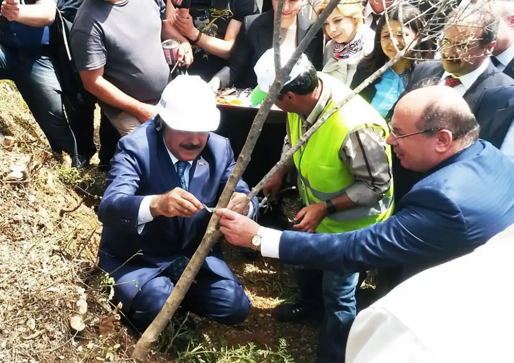Eski Bakan Eroğlu'nun aşıladığı zeytin meyve vermeye başladı