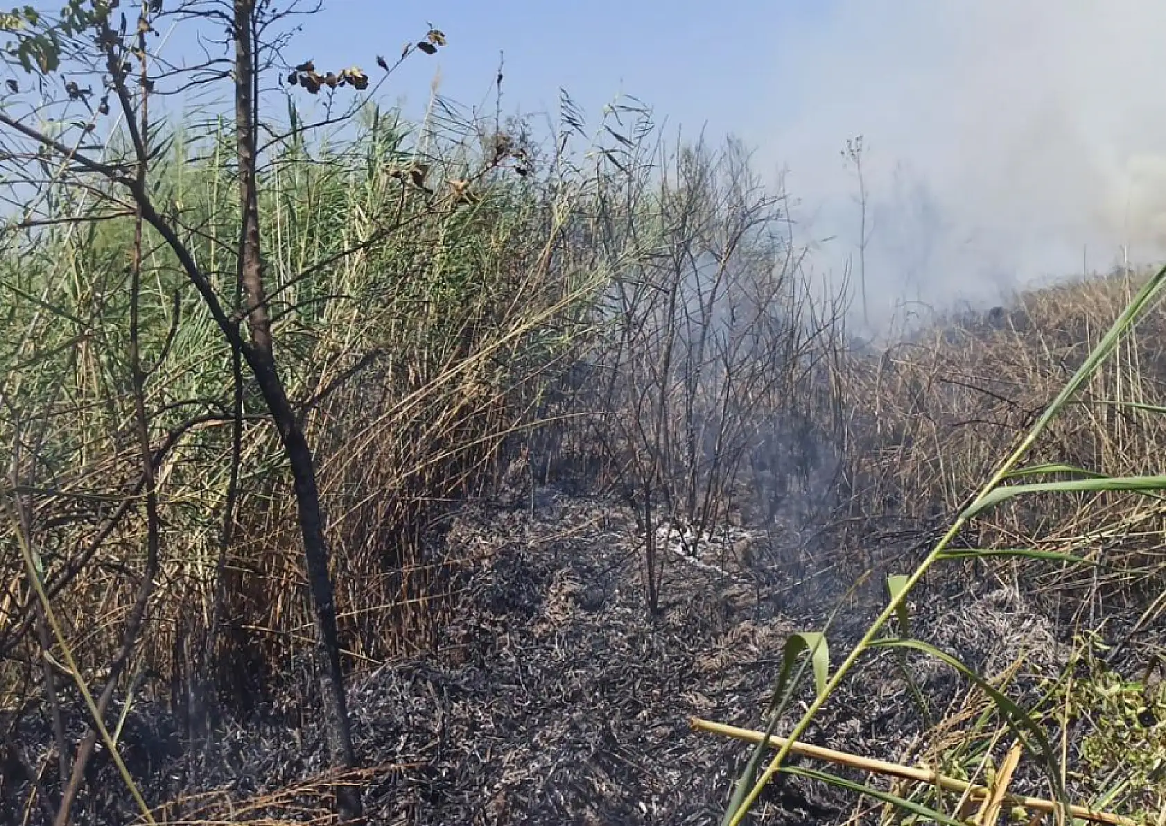Köyceğiz sazlık yangınında soğutma çalışması yapılıyor
