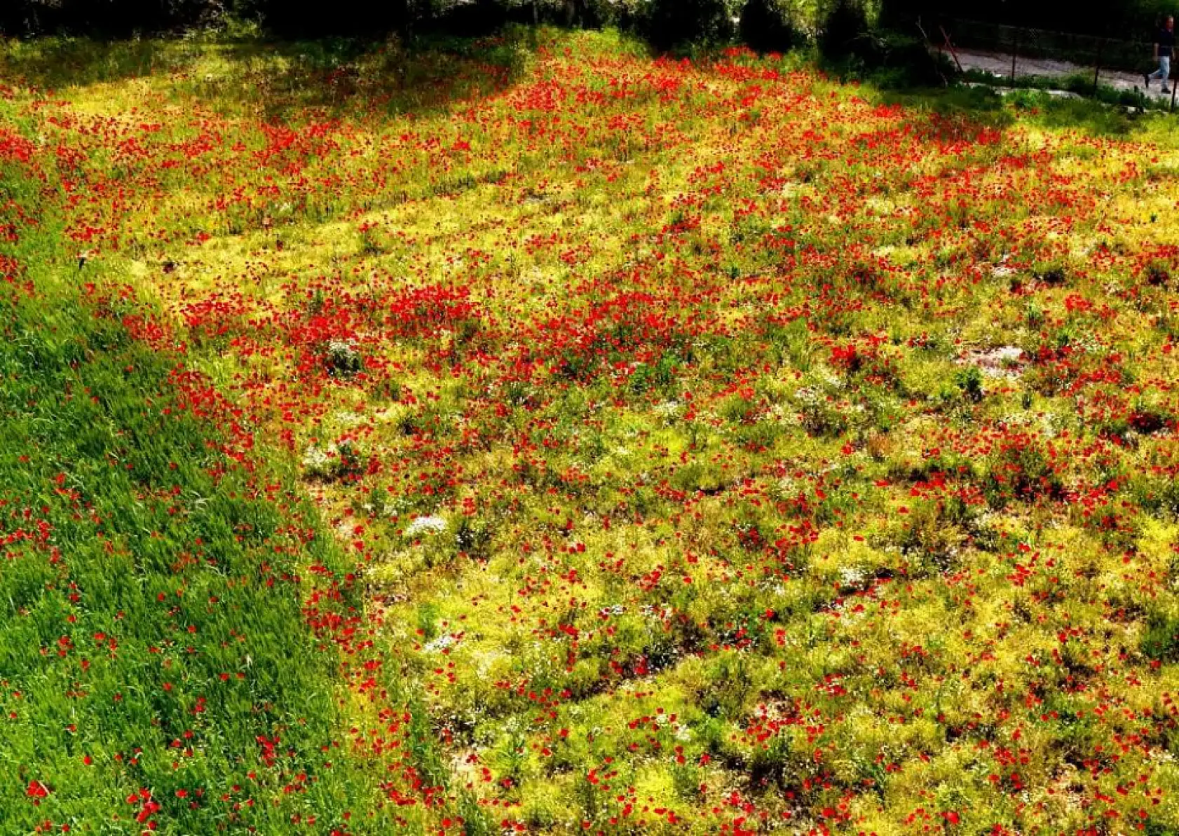 Gelincikler bastı, görenler hayran kaldı! Muğla'da doğa harikası