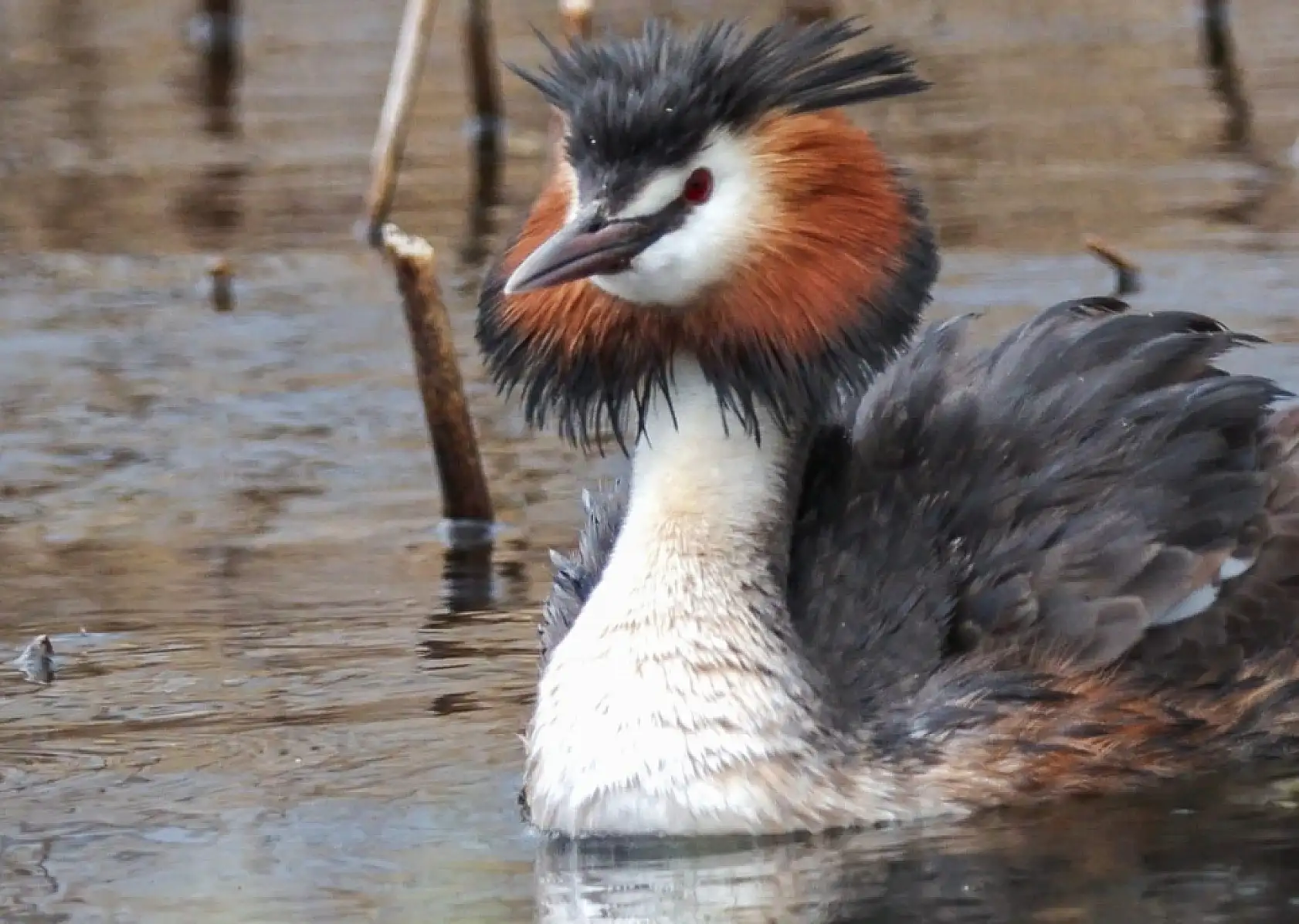 17 yaşındaki öğrenciden Türkiye'de bir ilk: Bahri kuşu belgeseli