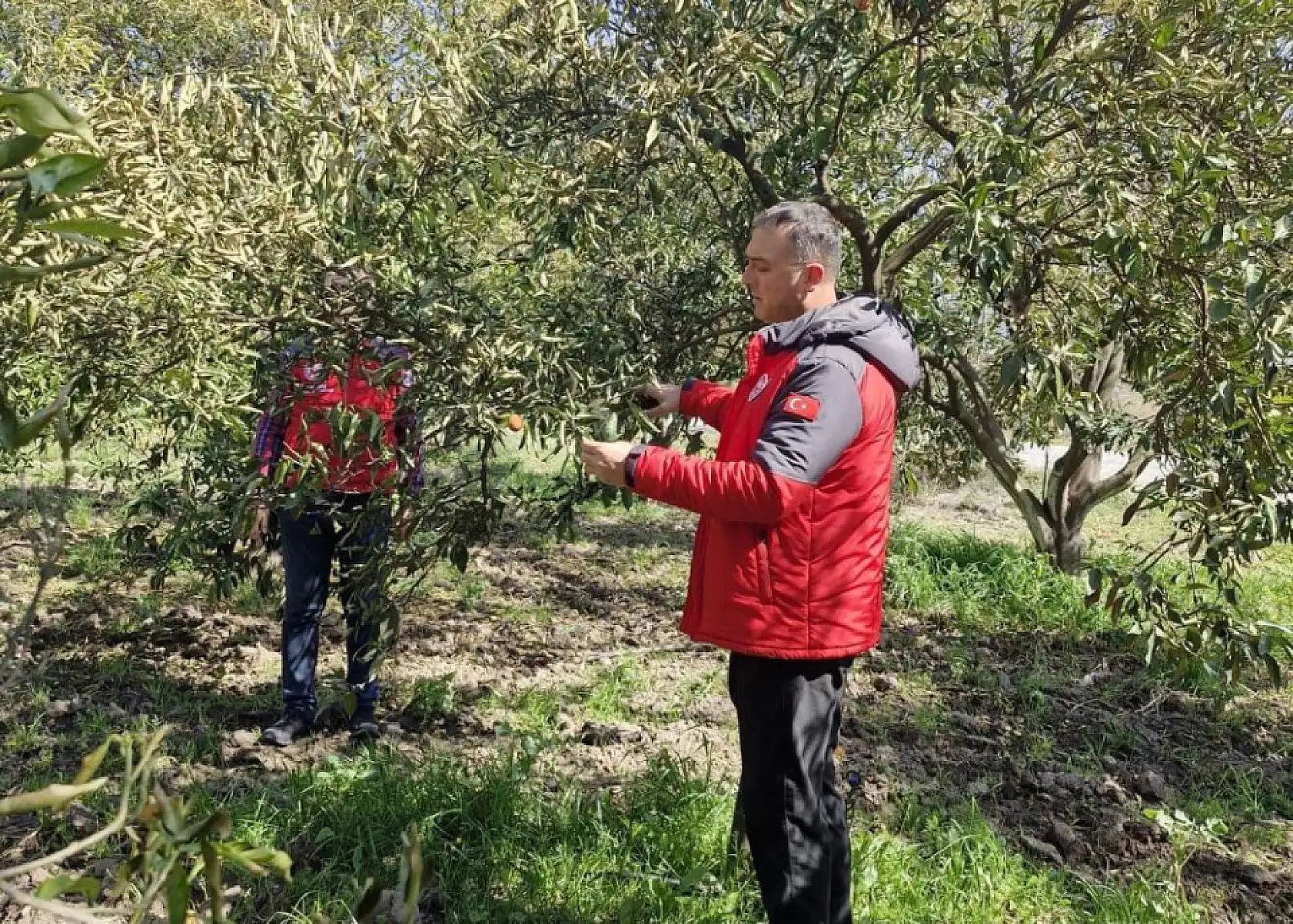 Köyceğiz, Ortaca ve Dalaman'da zirai don zararı tespit çalışmaları devam ediyor