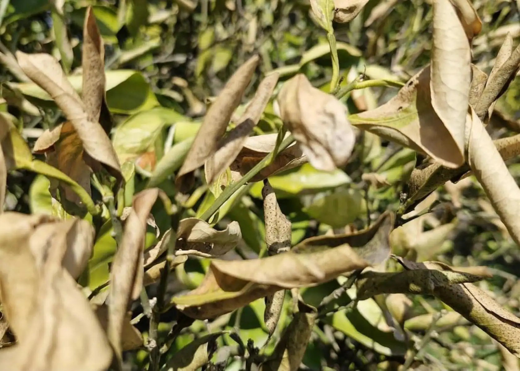 Köyceğiz, Ortaca ve Dalaman'da zirai don zararı tespit çalışmaları devam ediyor