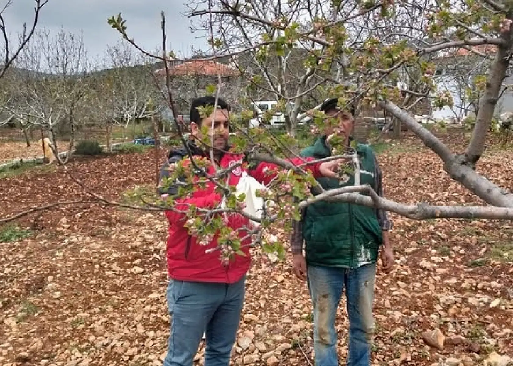 Muğla'da don afeti sonrası ön hasar tespit çalışmaları başladı